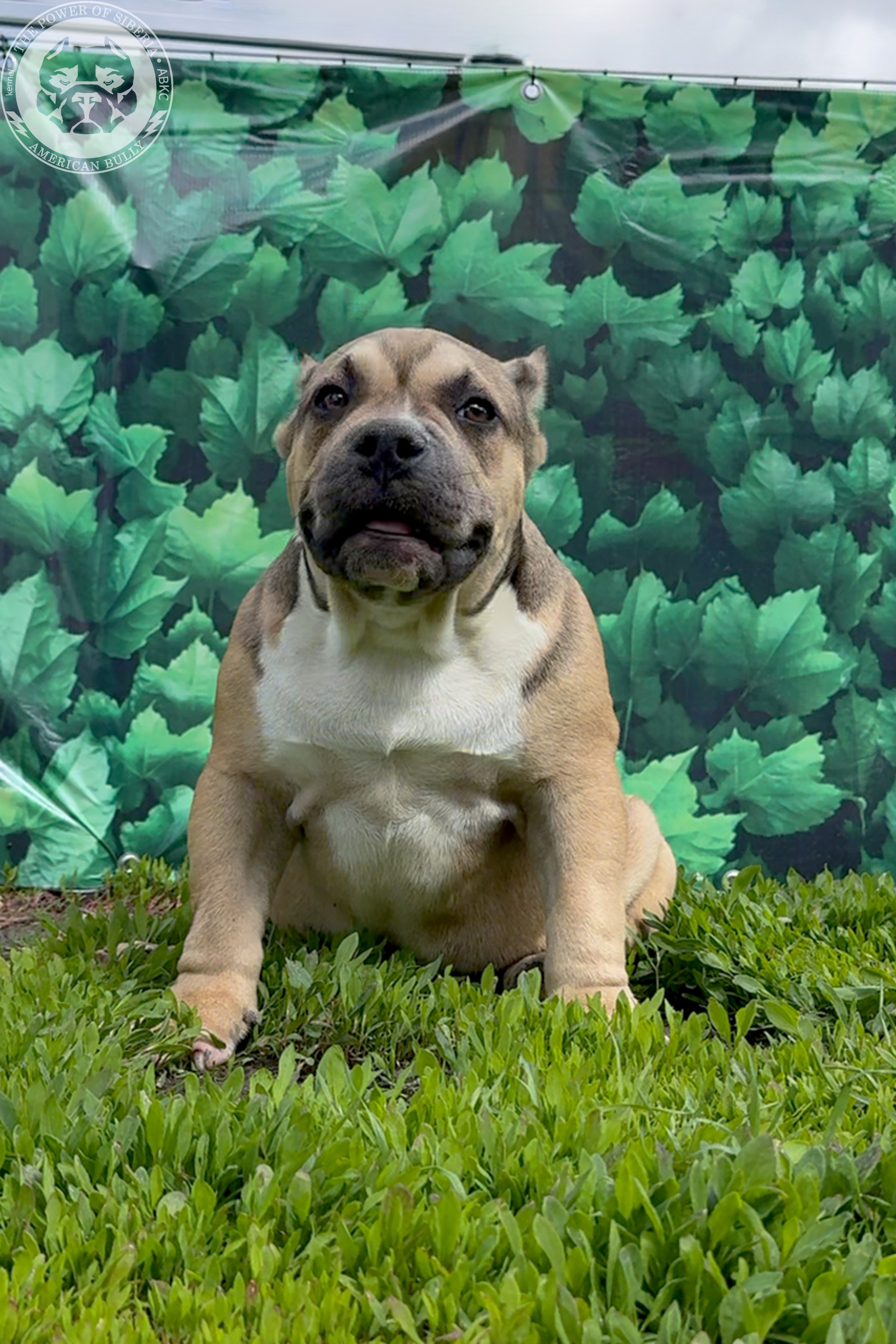 Свободные щенки Американский Булли, в типах покет, классик, стандарт. Американский Булли в г. Ростов-на-Дону. Питомник THE POWER OF SIBERIA