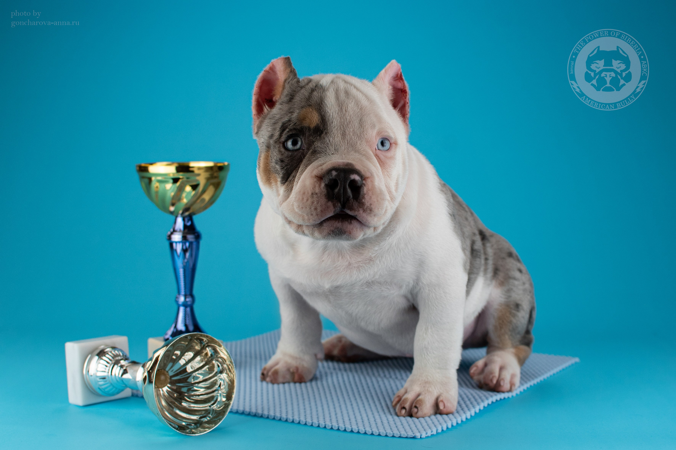 Купить щенка в официальном питомнике American Bully в Новороссийске