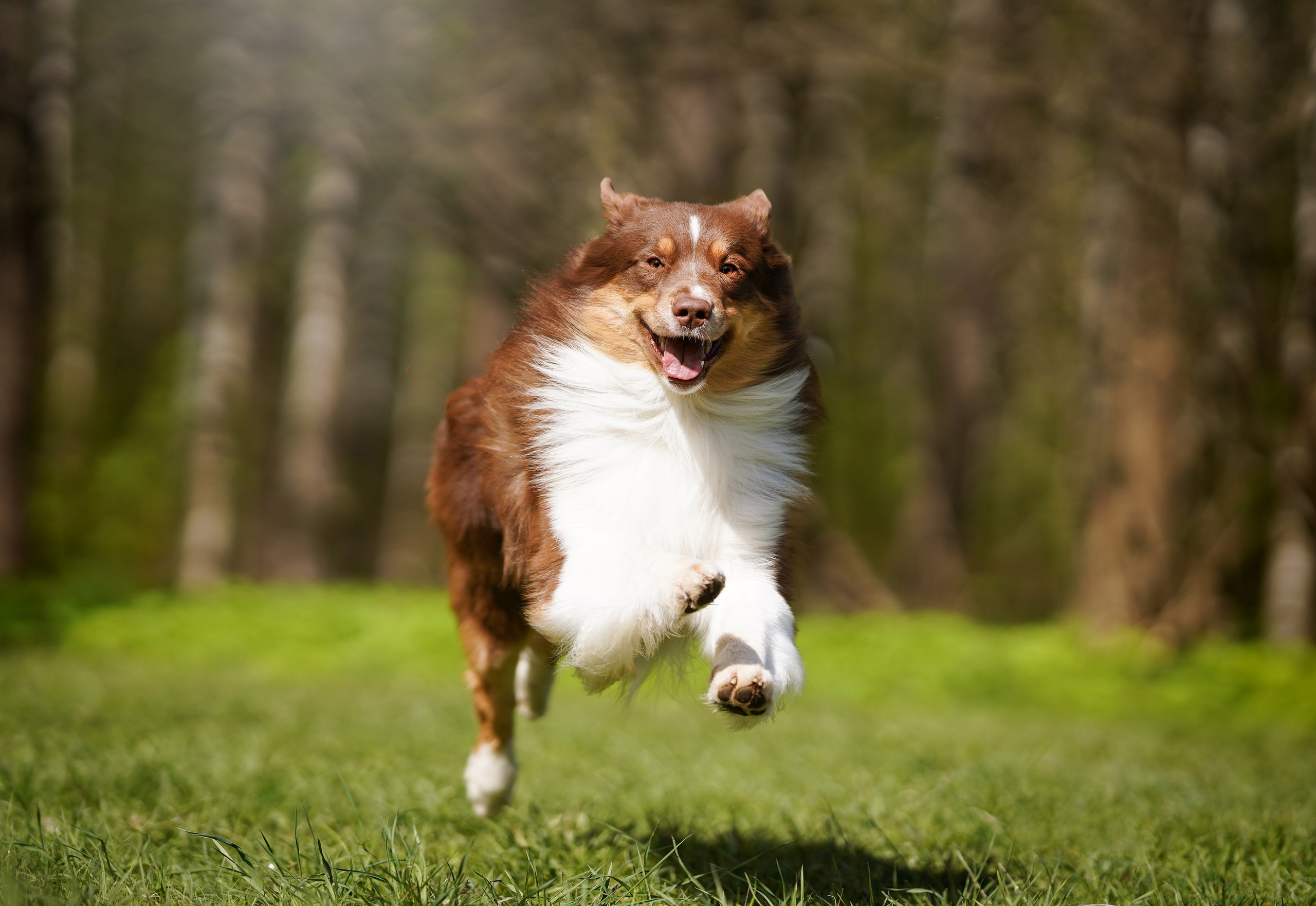 Рокки и Гермиона. Фотограф-анималист в Санкт-Петербурге Яна Мартынова