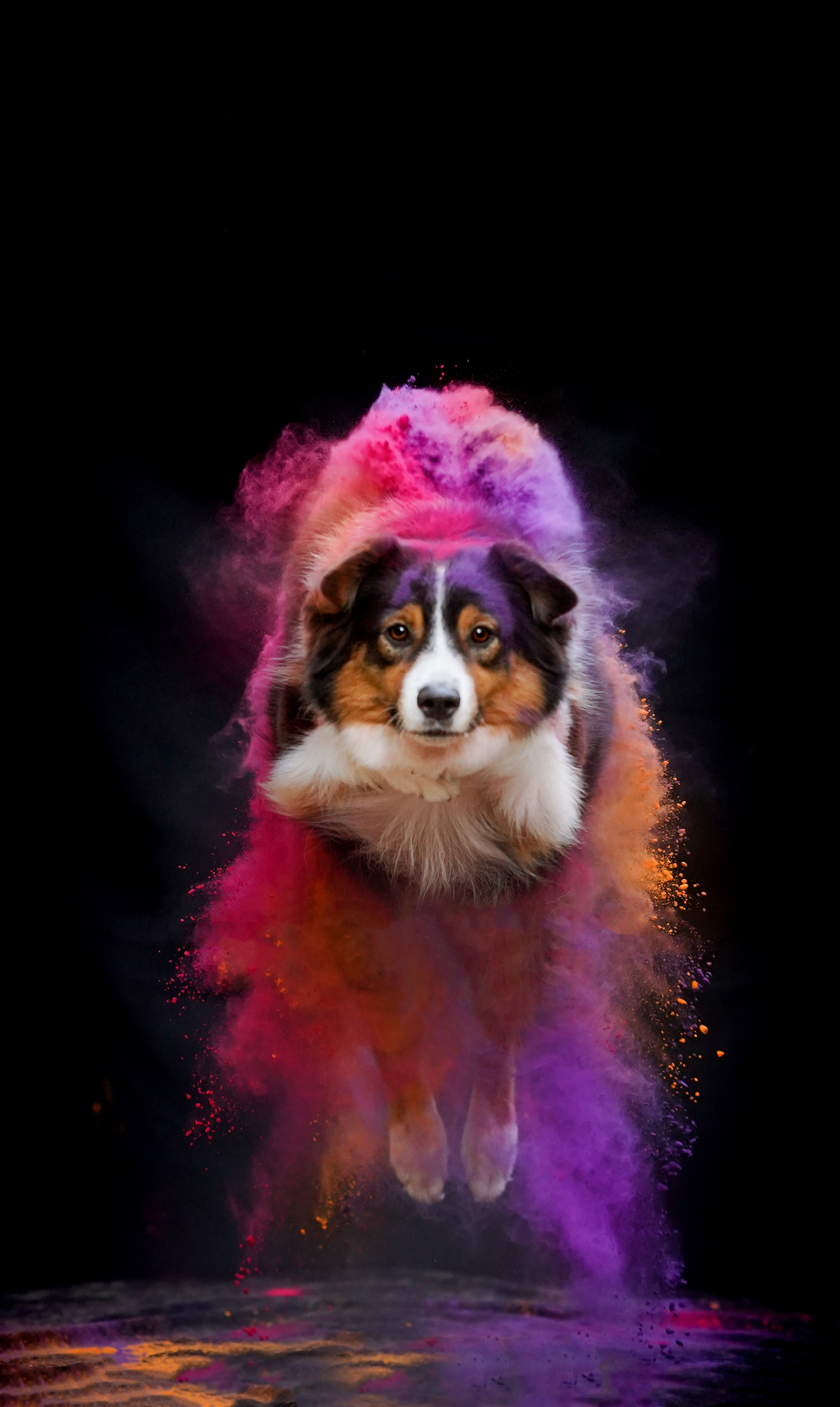 Съемка с красками холли. Фотограф-анималист в Санкт-Петербурге Яна Мартынова