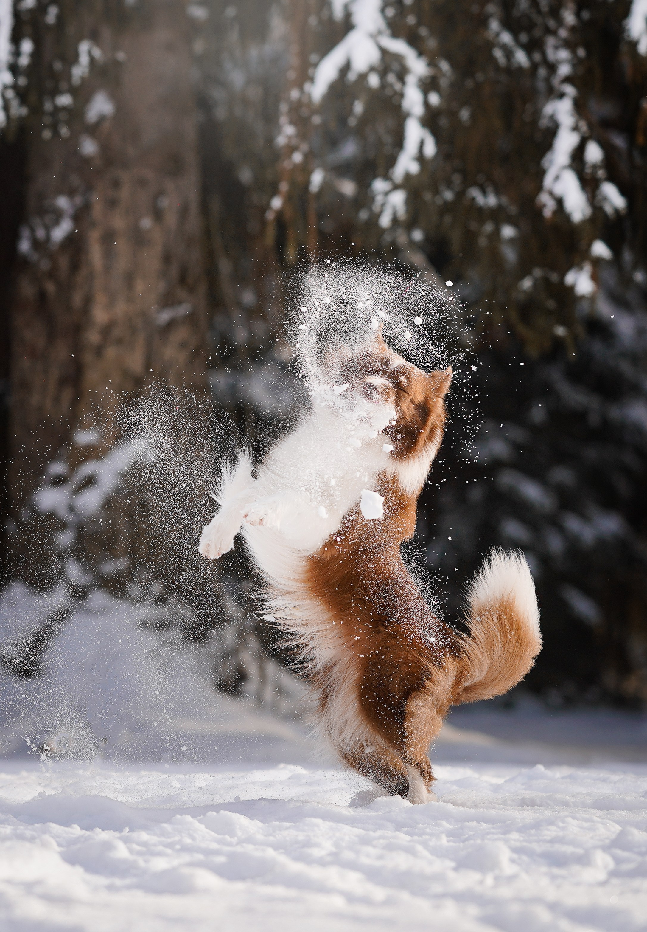 Катя и Ская. Фотограф-анималист в Санкт-Петербурге Яна Мартынова