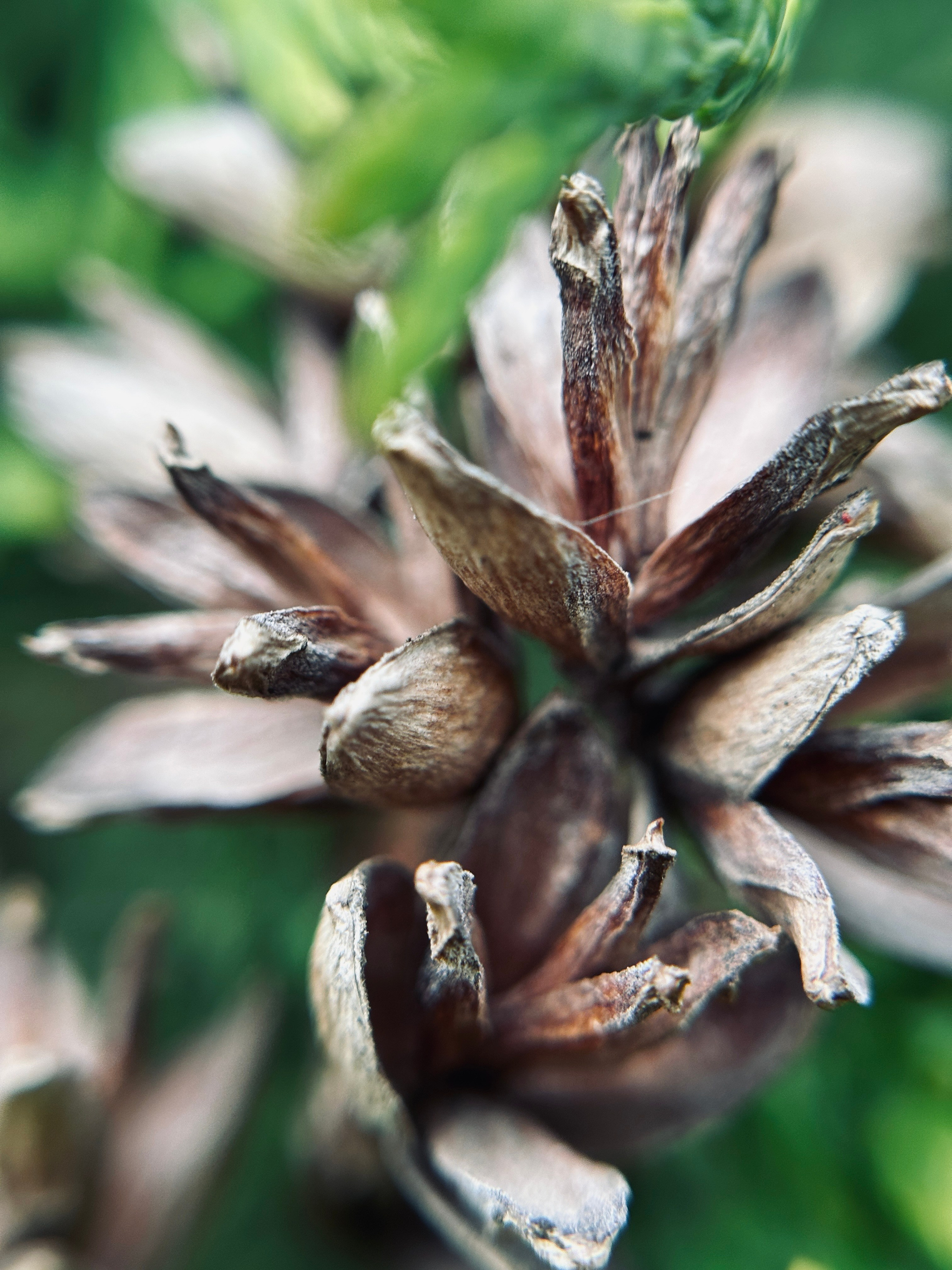 Макро любовь. Смотри, красота!