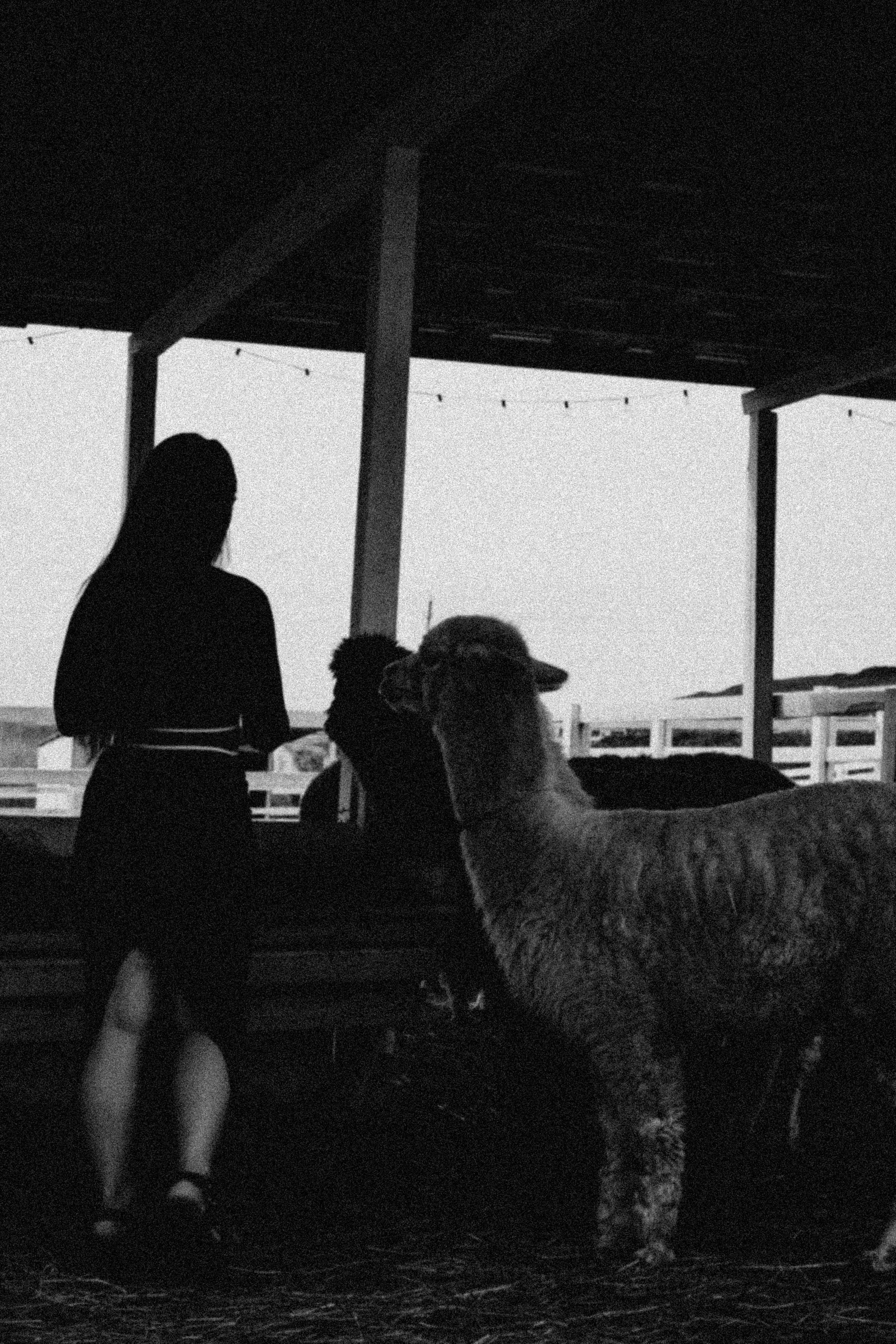 Ферма Альпак. Профессиональный фотограф, Санкт-Петербург — Виктория Богомолова