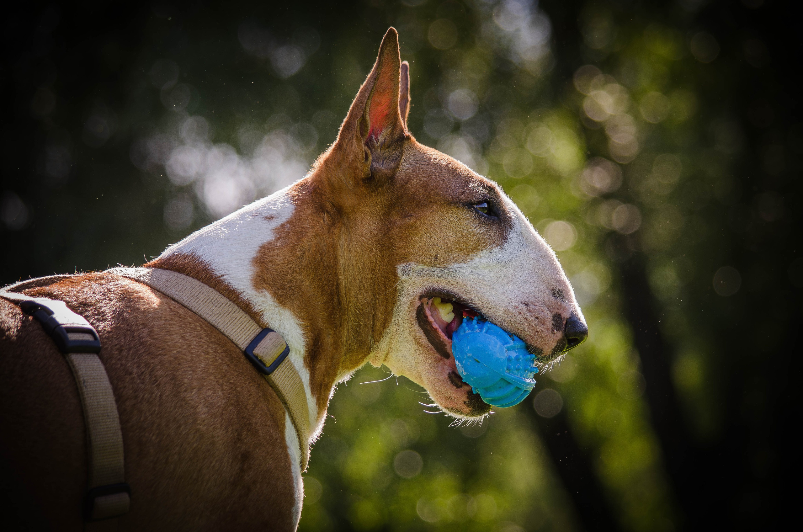 Пуля. Фотограф Светлана Блинова, Москва и Московская область