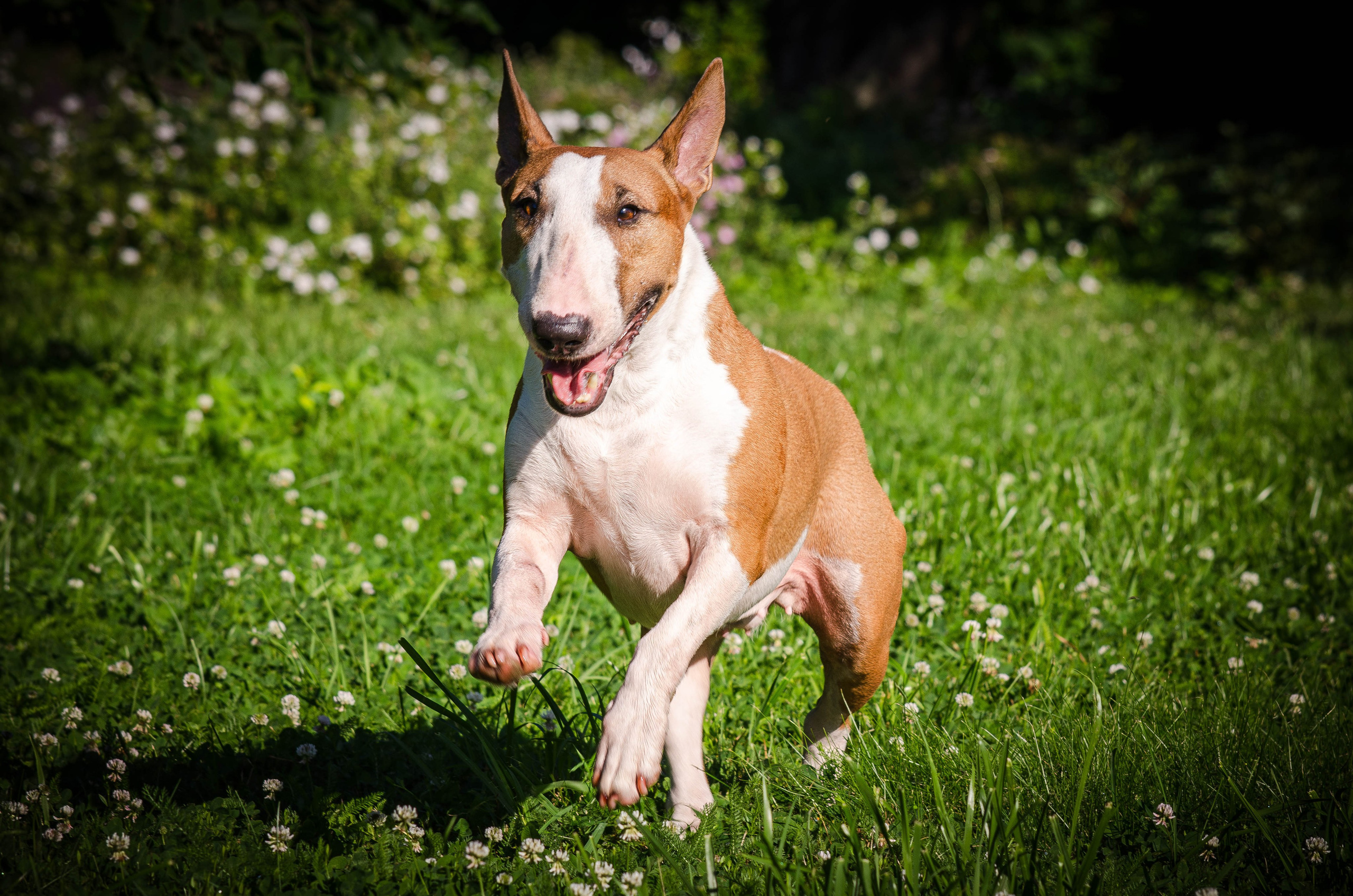 Пуля. Фотограф Светлана Блинова, Москва и Московская область