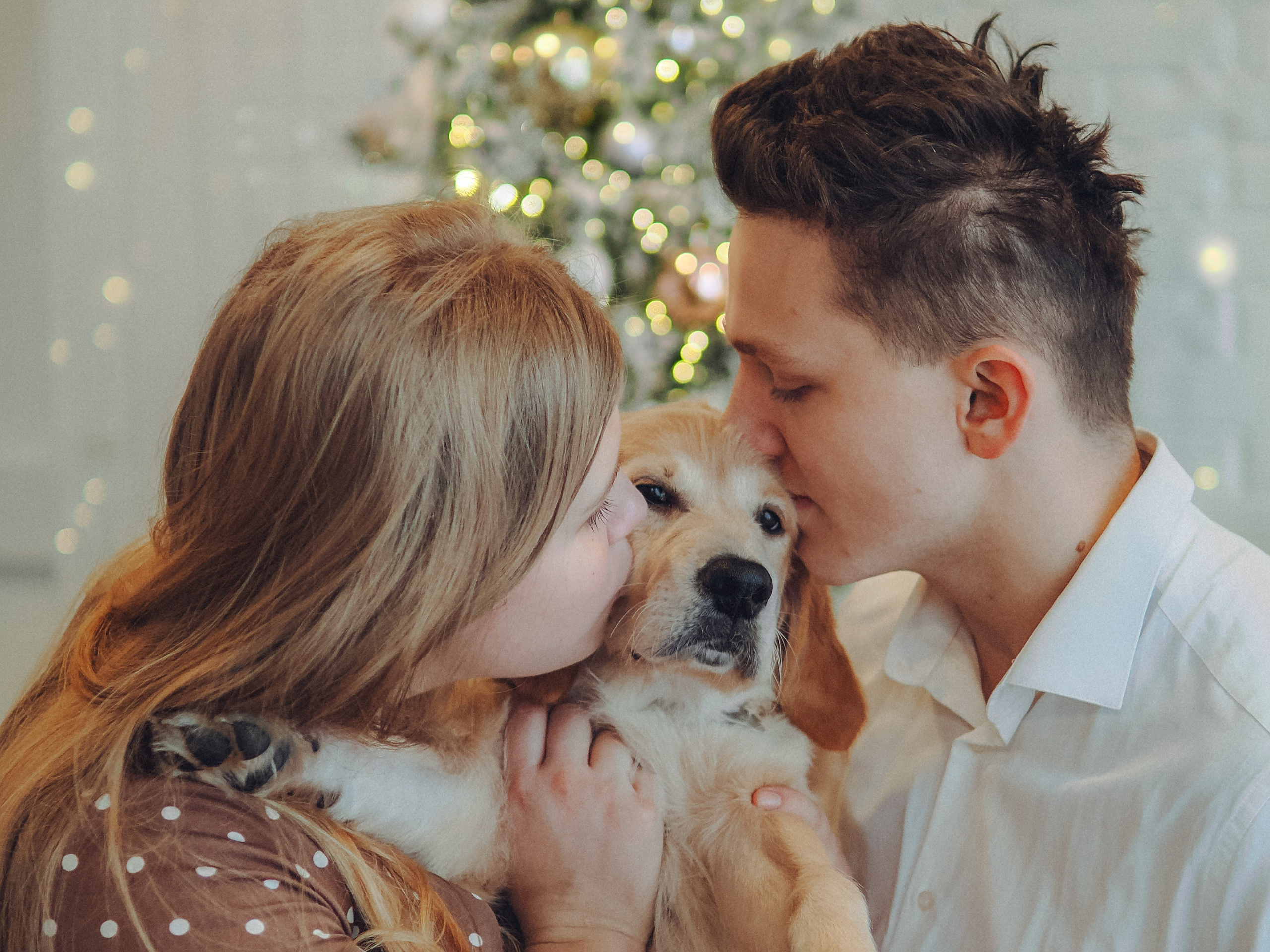 Малышка Молли и новый год. Фотограф в Москве — Сергей Люкшинов