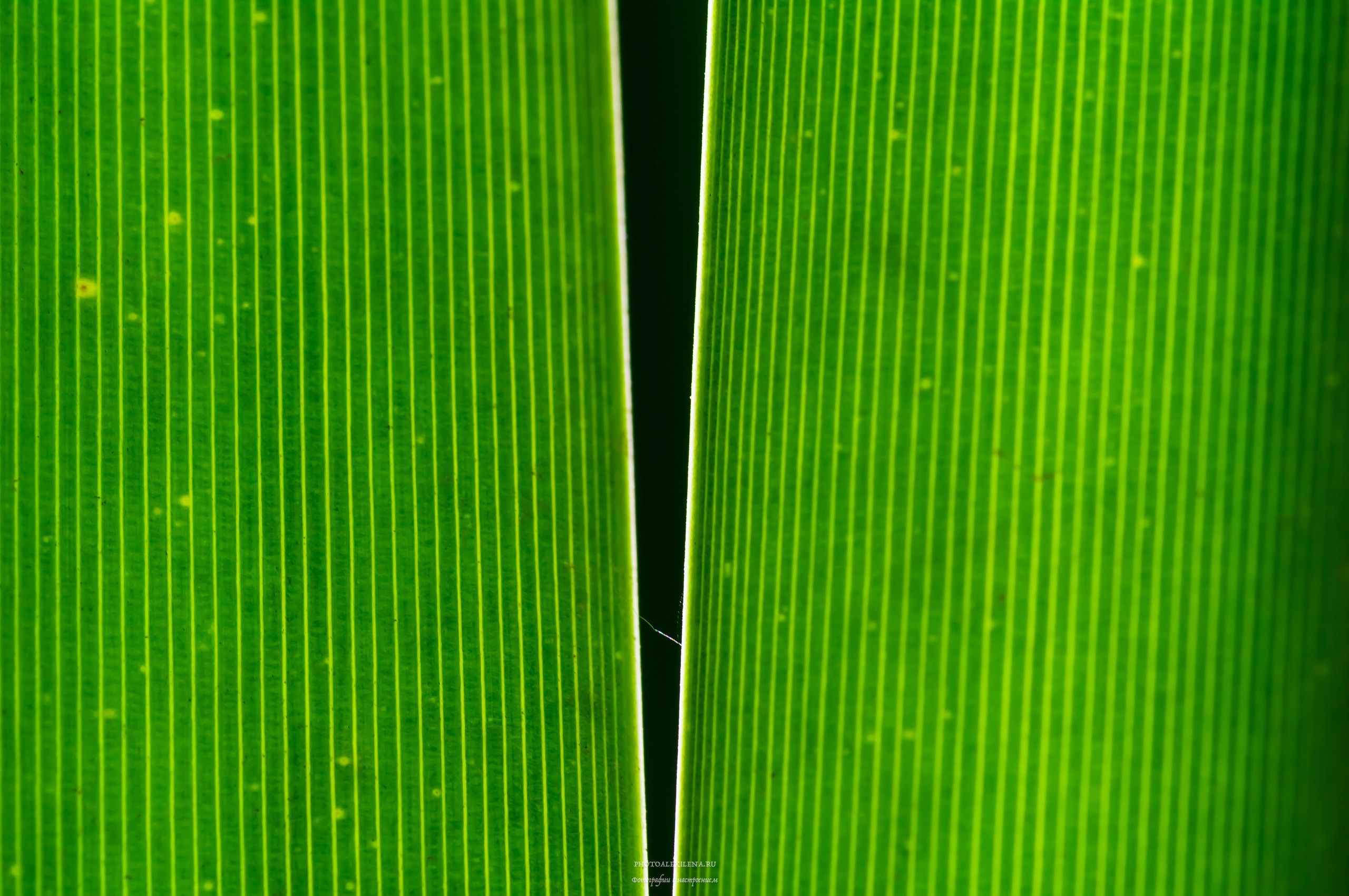 Все оттенки зелёного. Авторские стильные фотокартины