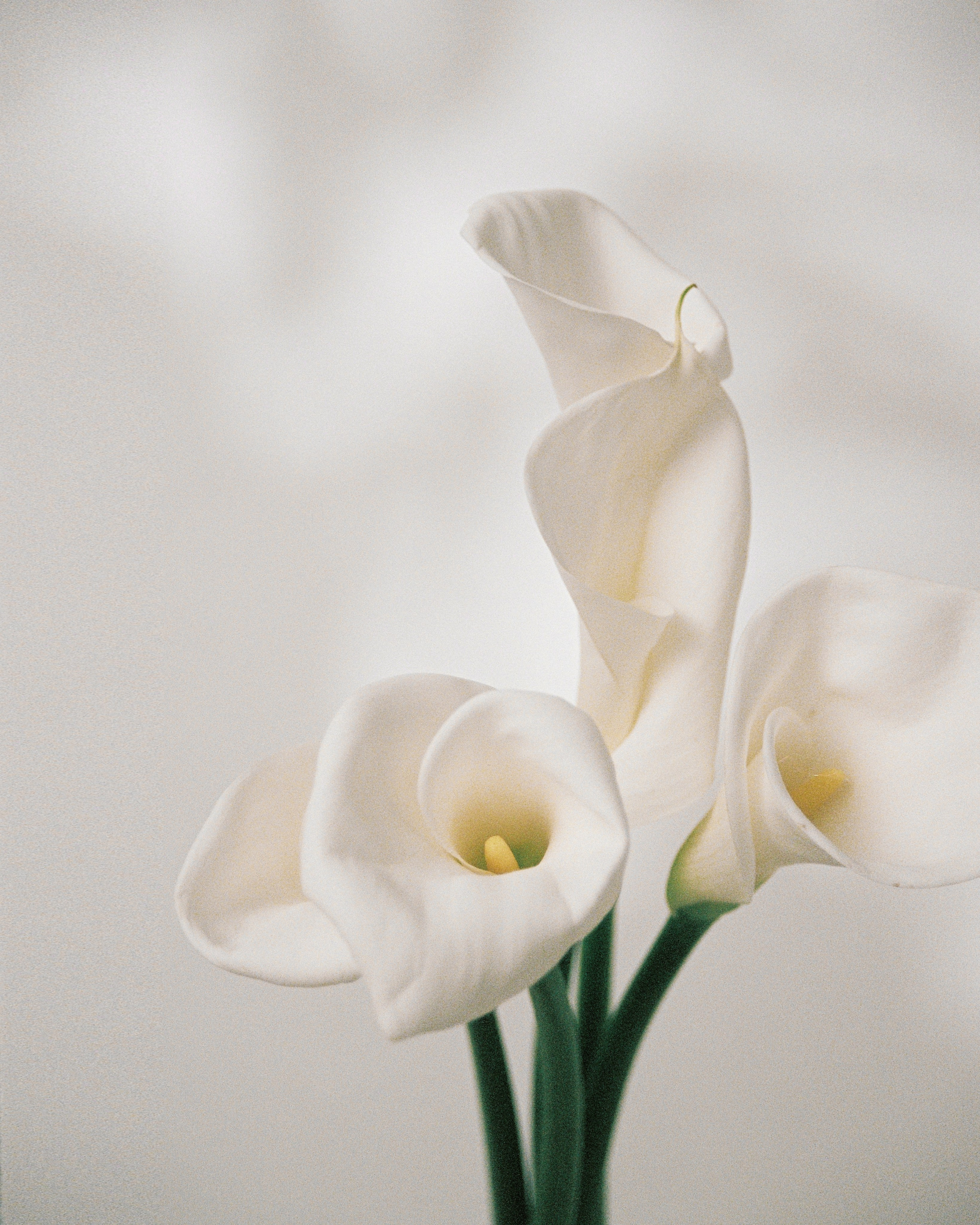 LL. Darya Abramova photographer