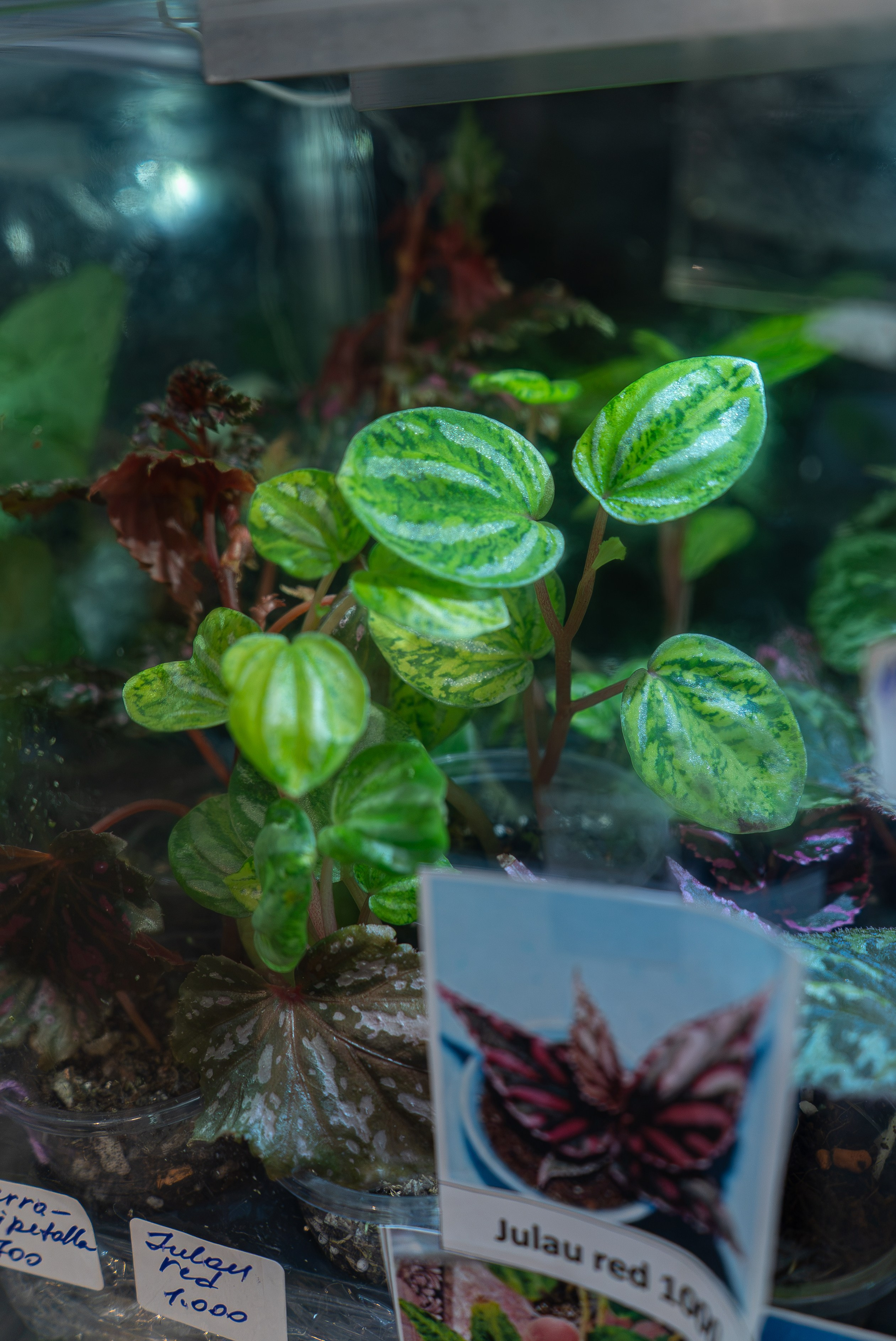 Greenrare август. Александра Куликова фотограф, Москва