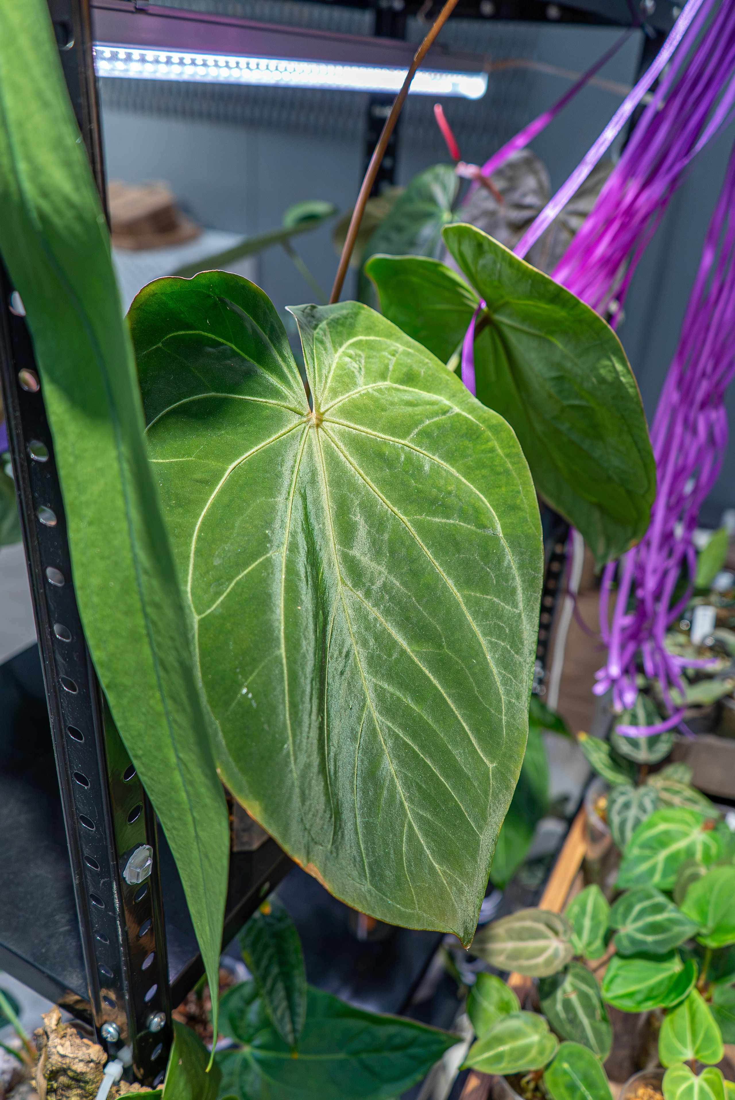 Greenrare август. Александра Куликова фотограф, Москва