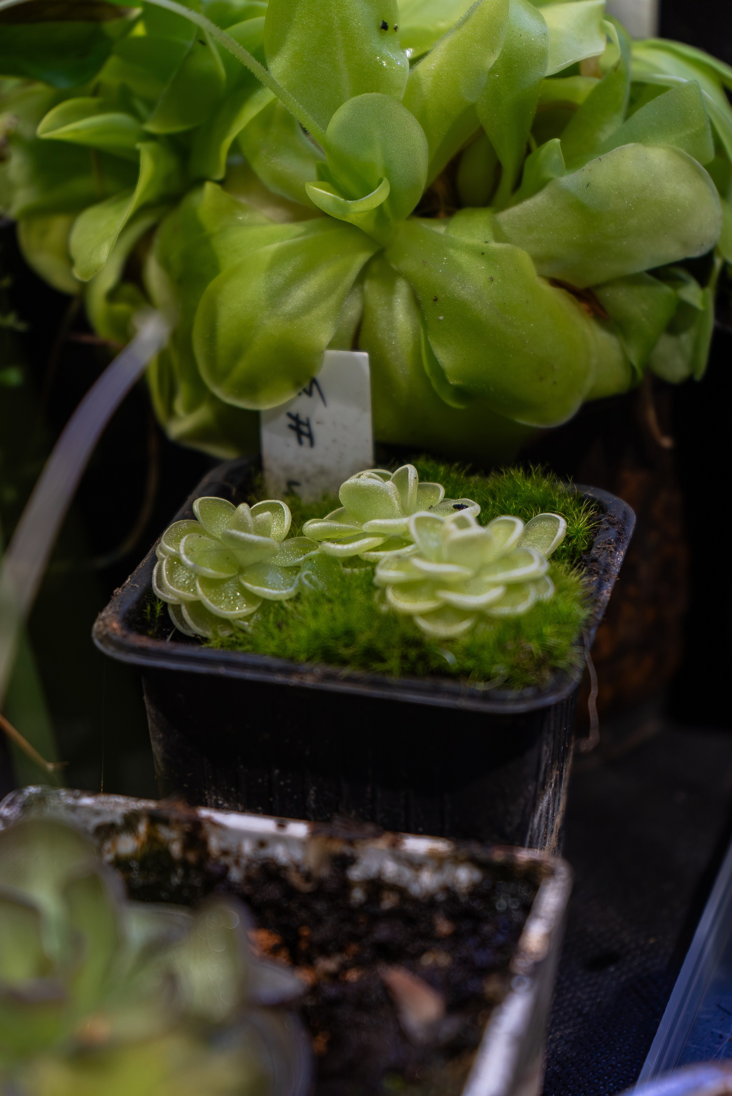 Greenrare август. Александра Куликова фотограф, Москва
