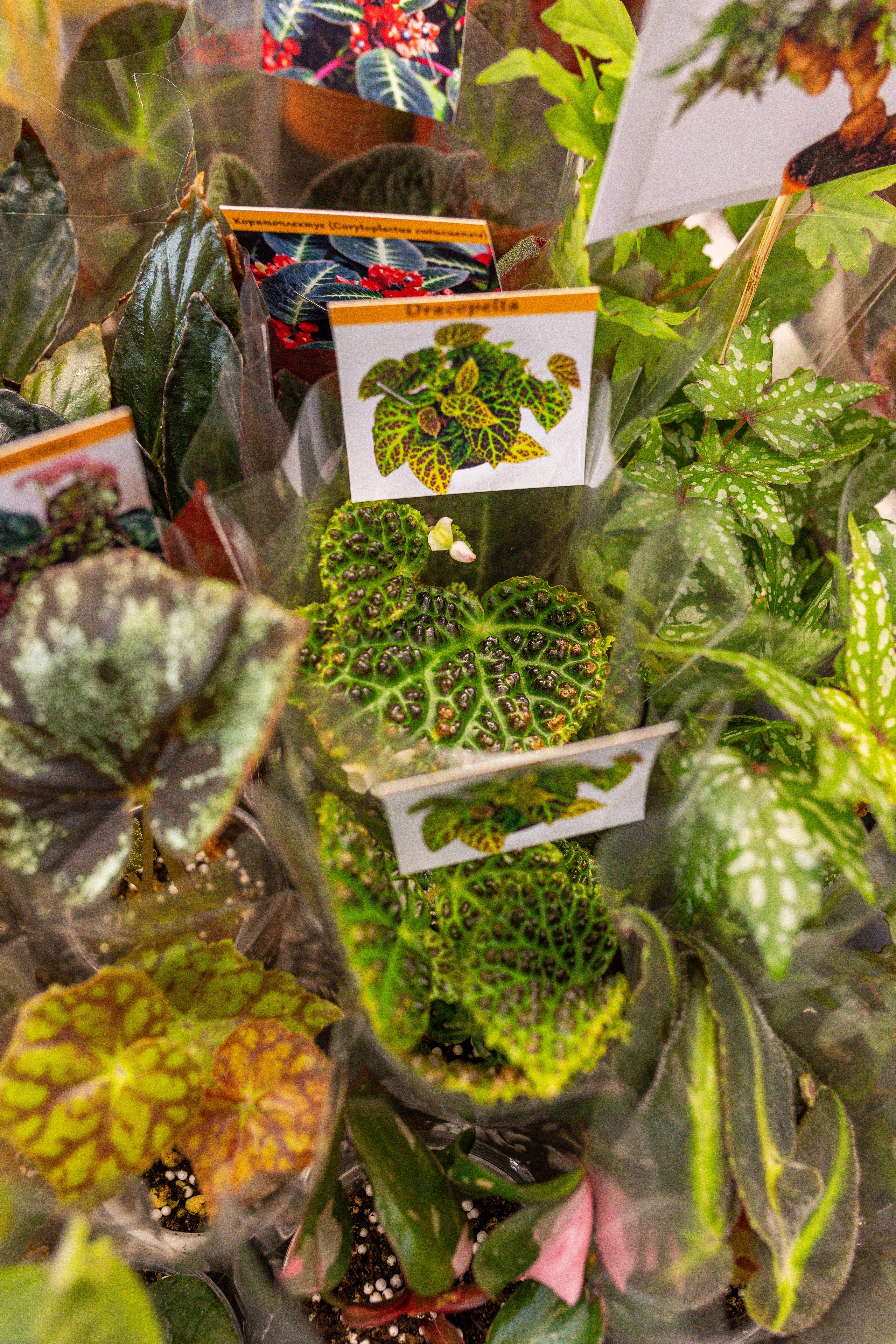 Монстериум апрель 2025. Александра Куликова фотограф, Москва