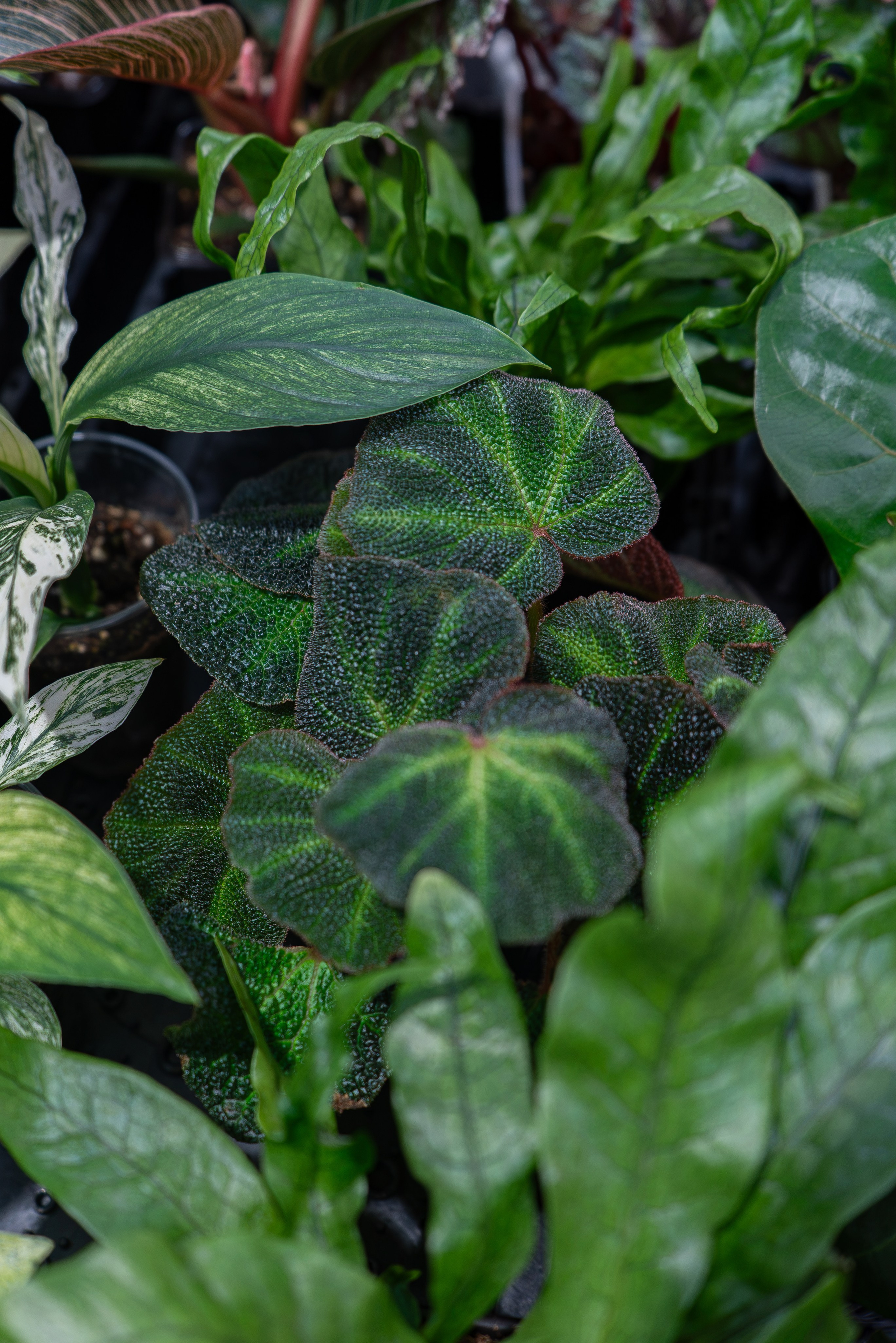Greenrare август. Александра Куликова фотограф, Москва