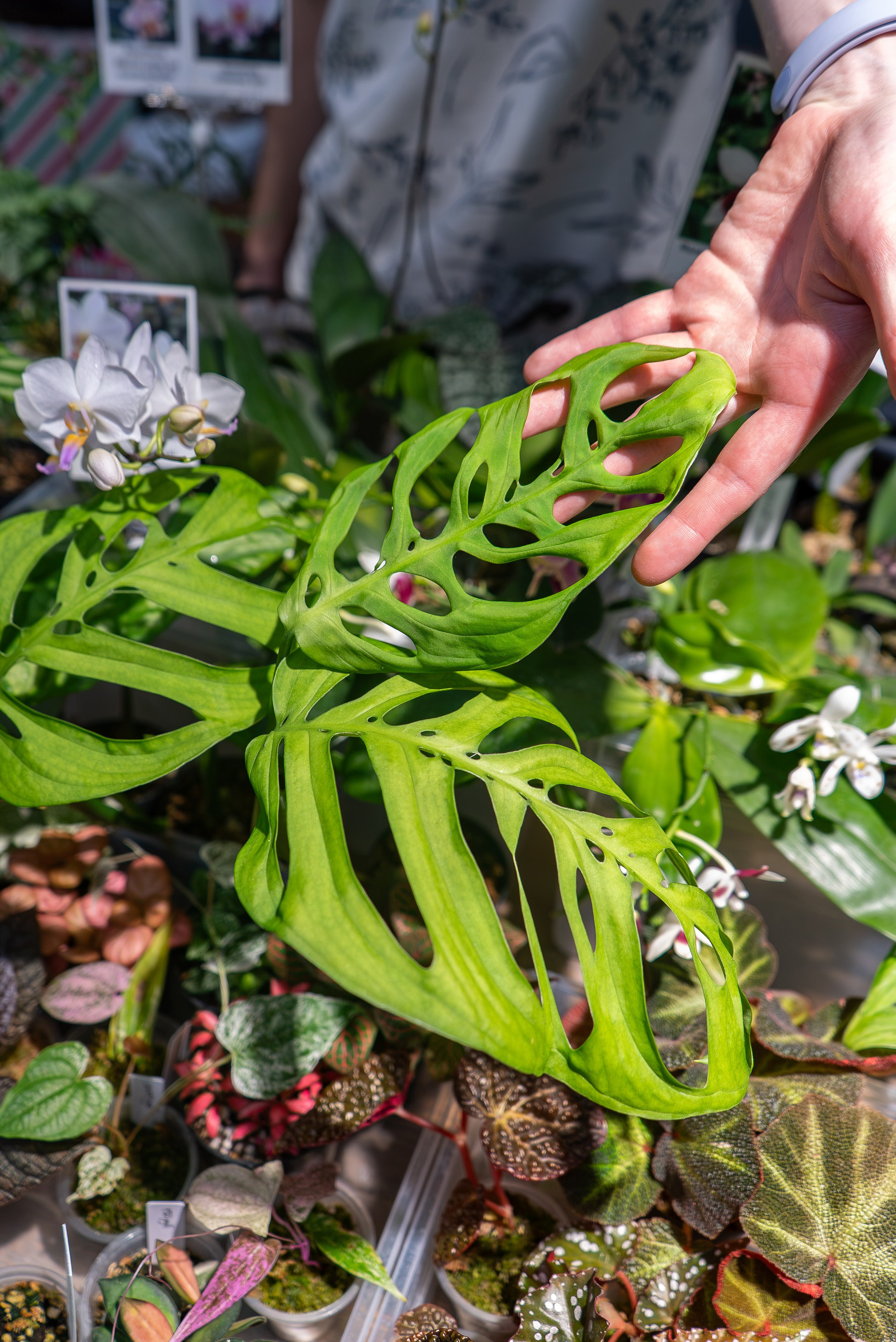 Greenrare август. Александра Куликова фотограф, Москва