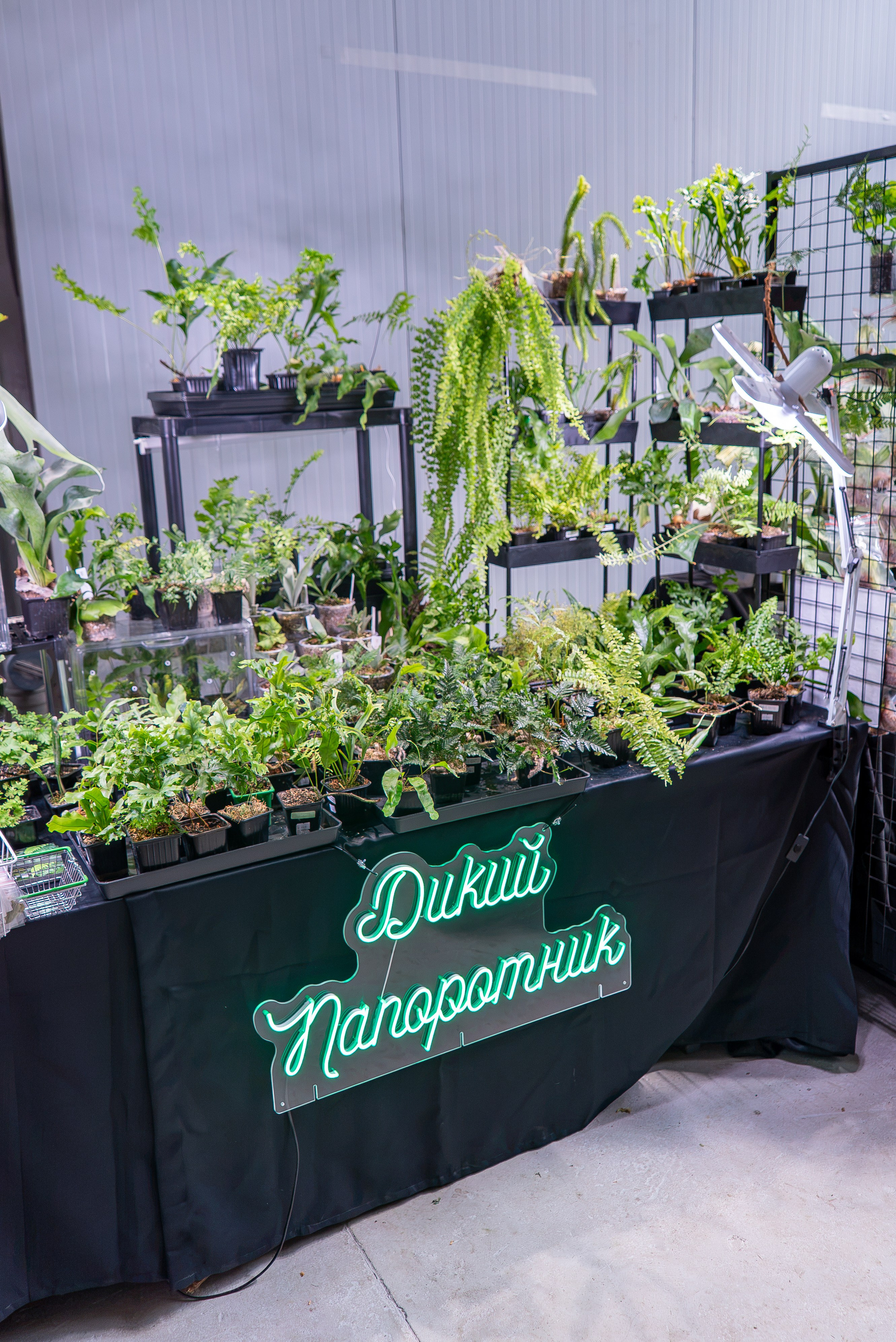 Greenrare август. Александра Куликова фотограф, Москва