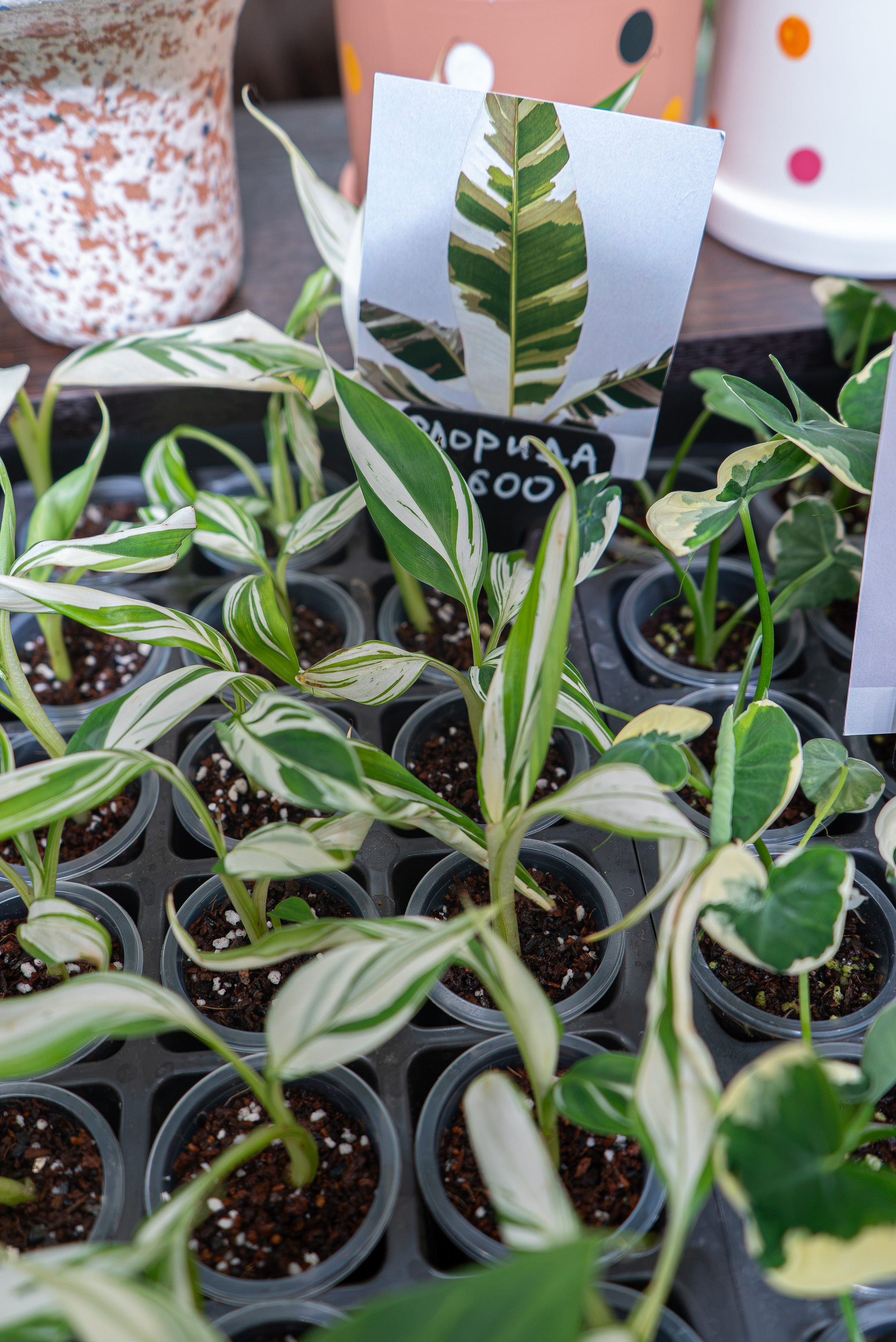 Greenrare август. Александра Куликова фотограф, Москва