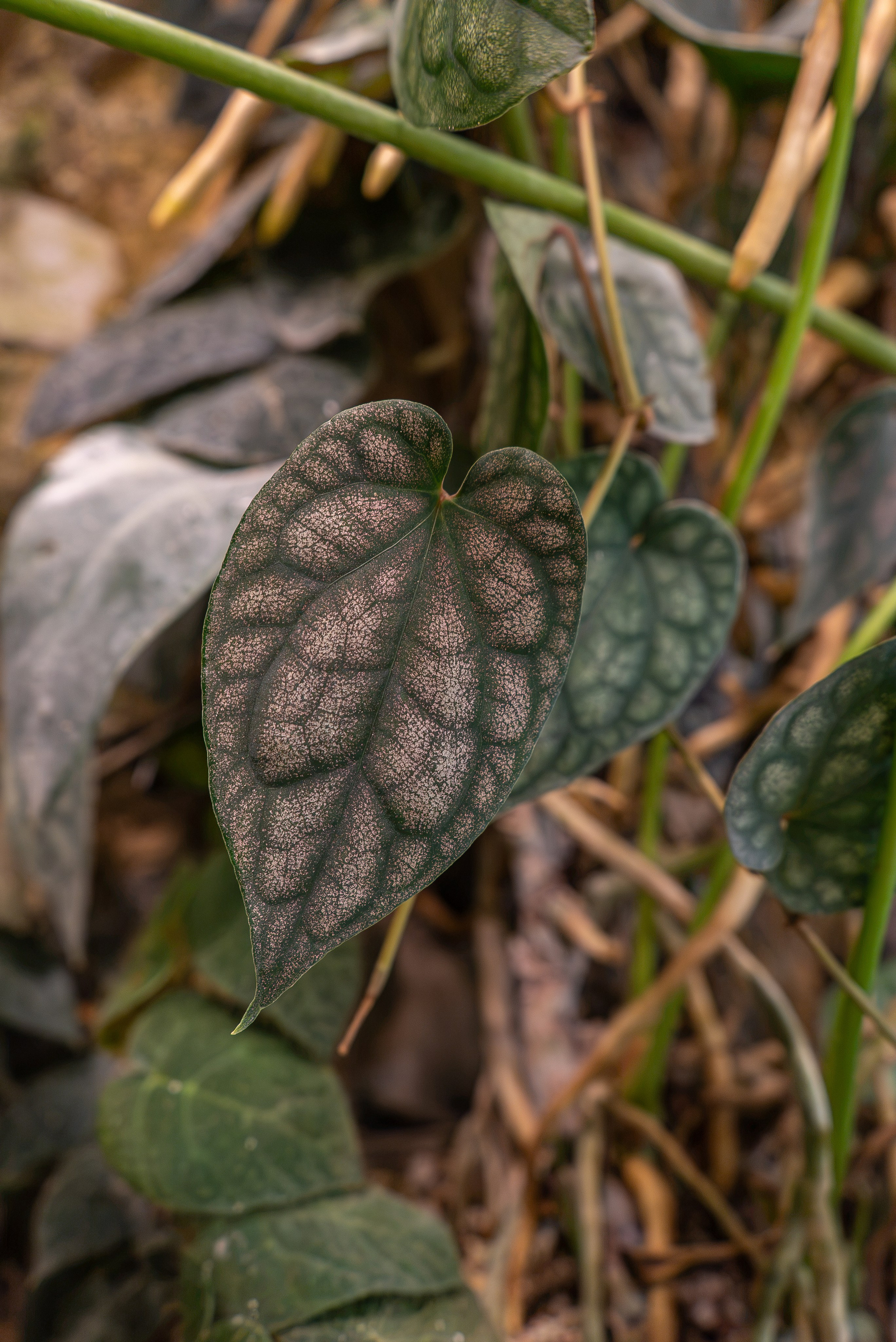 Greenrare август. Александра Куликова фотограф, Москва