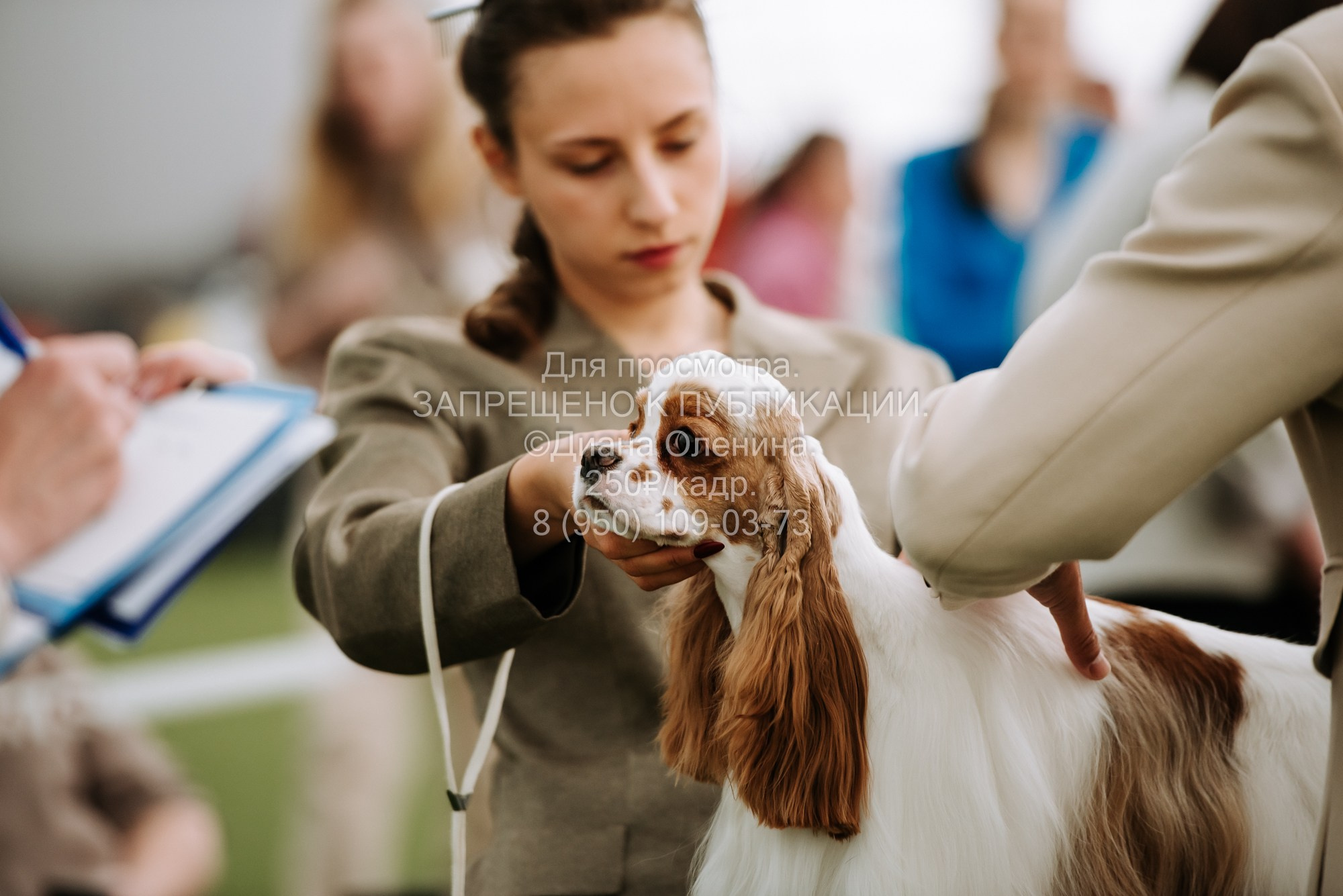 Выставка собак Красноярск 2.06. Фотограф Диана Оленина Красноярск / Братск