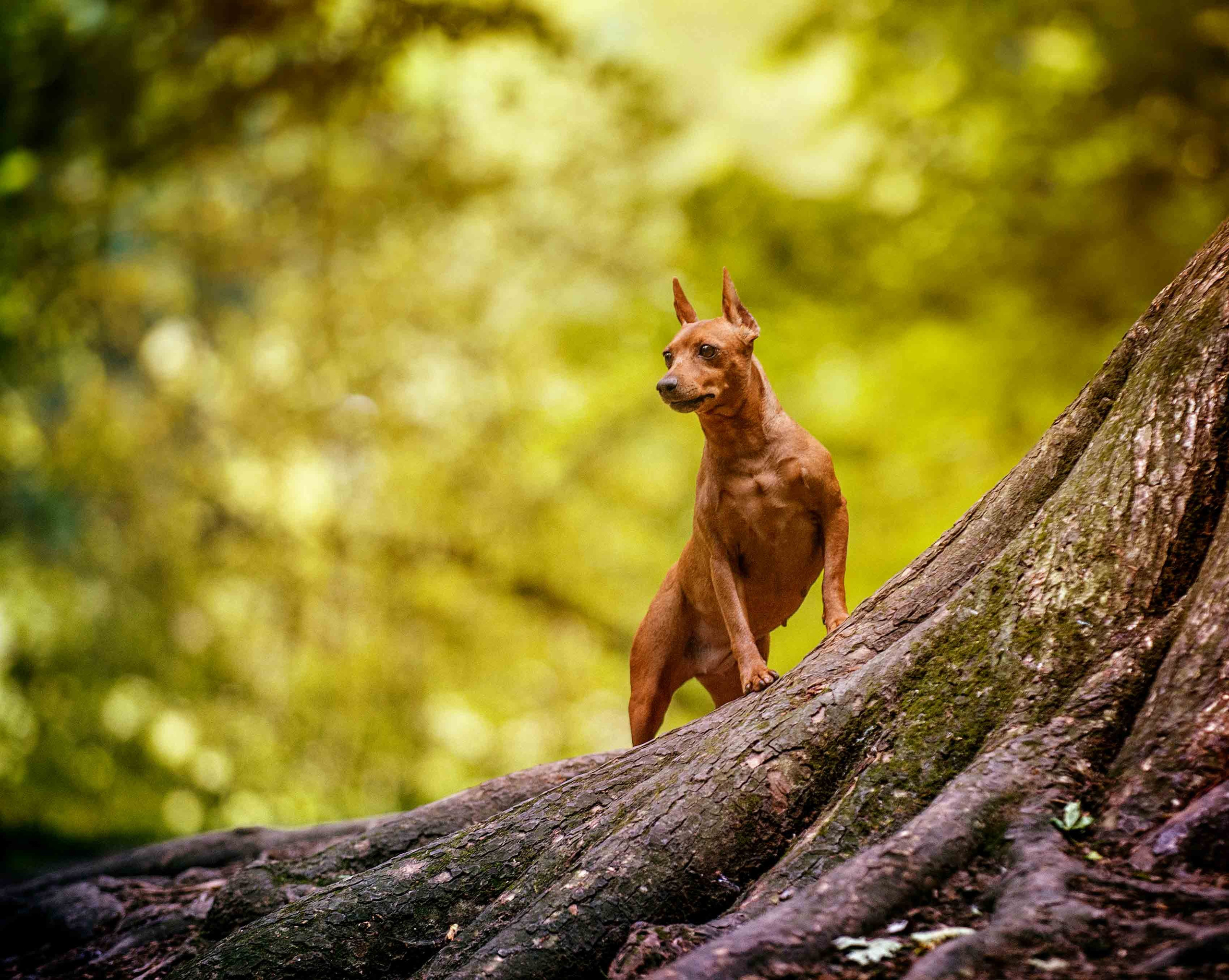 Собаки. Портретная и свадебная фотосъемка. Москва и область