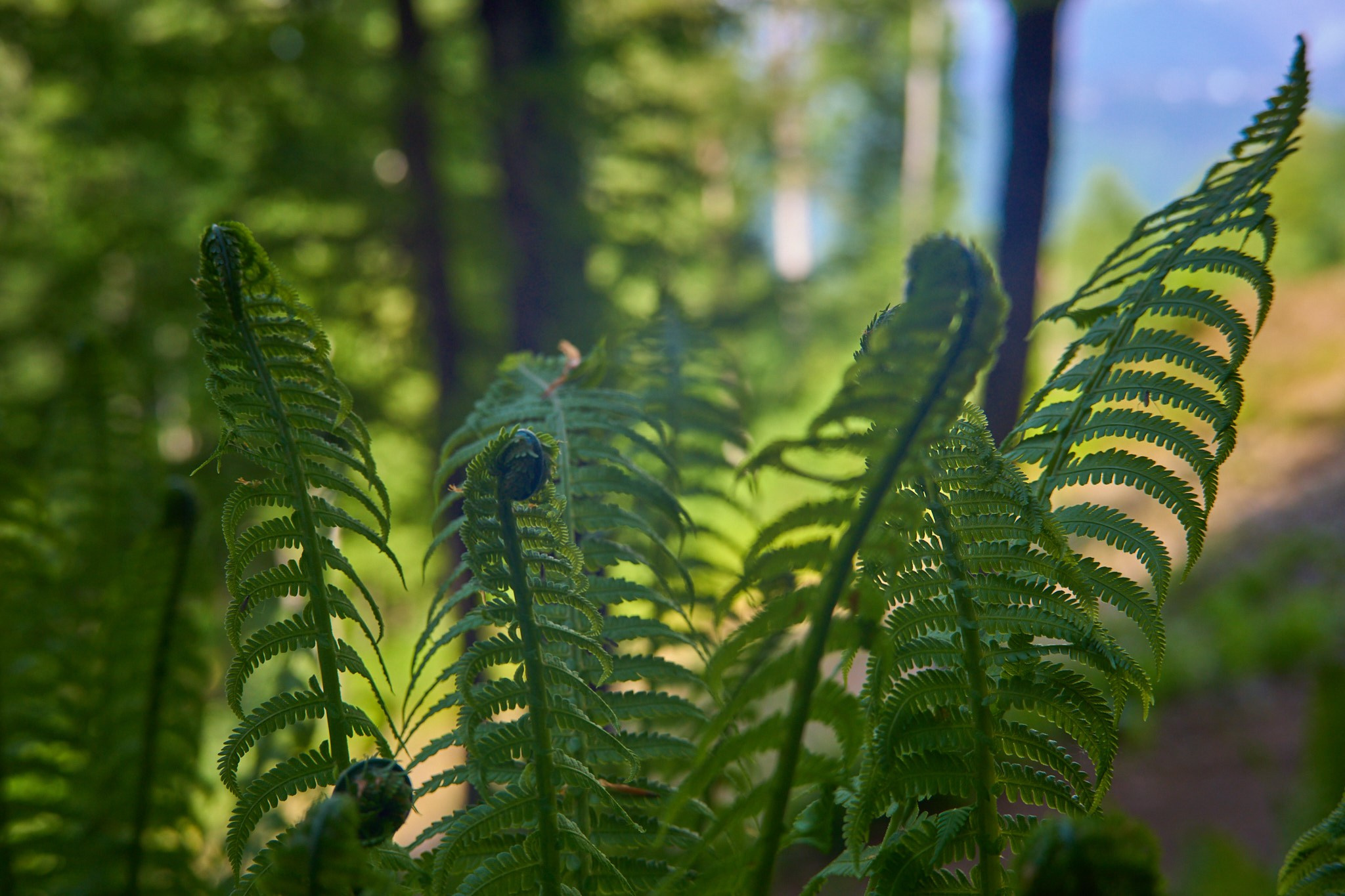 Красная Поляна, апрель 2024. Фотограф, Римма Невинская