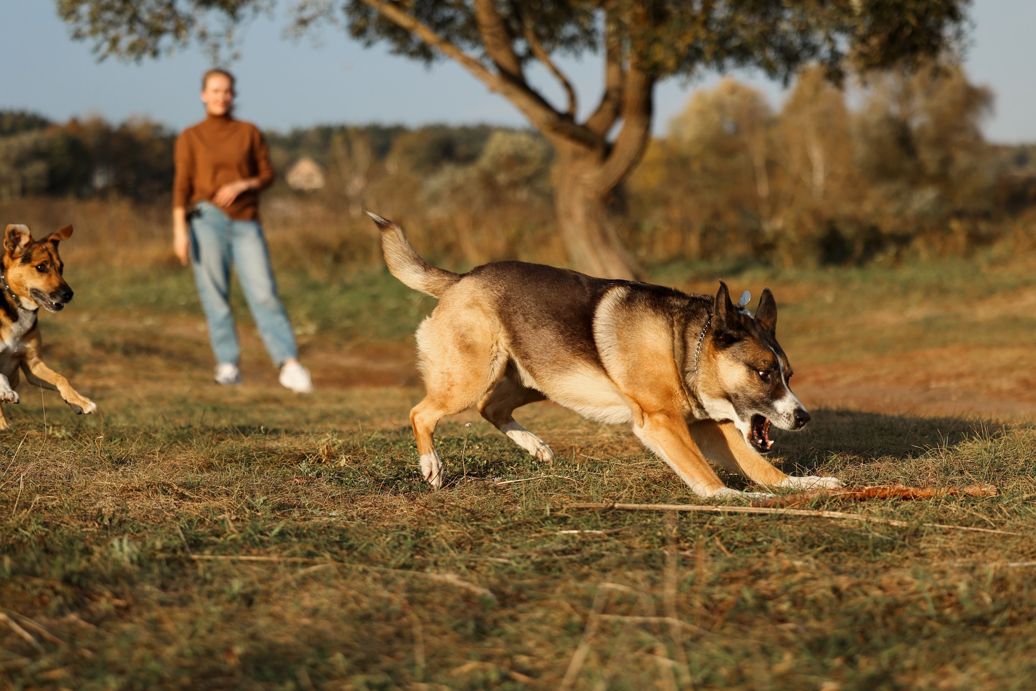 Прогулка на природе. Фотограф-анималист Полина Колкова | Москва