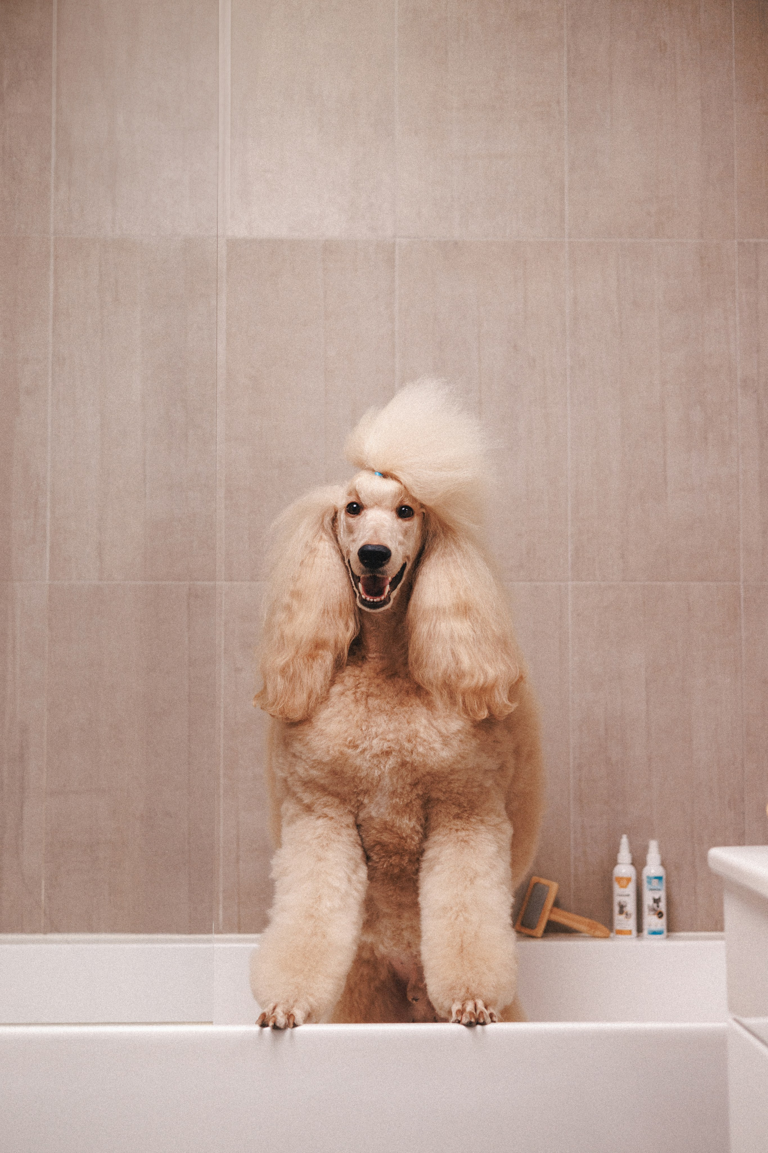 M-Pets. Фотограф анималист Осипчикова Мария