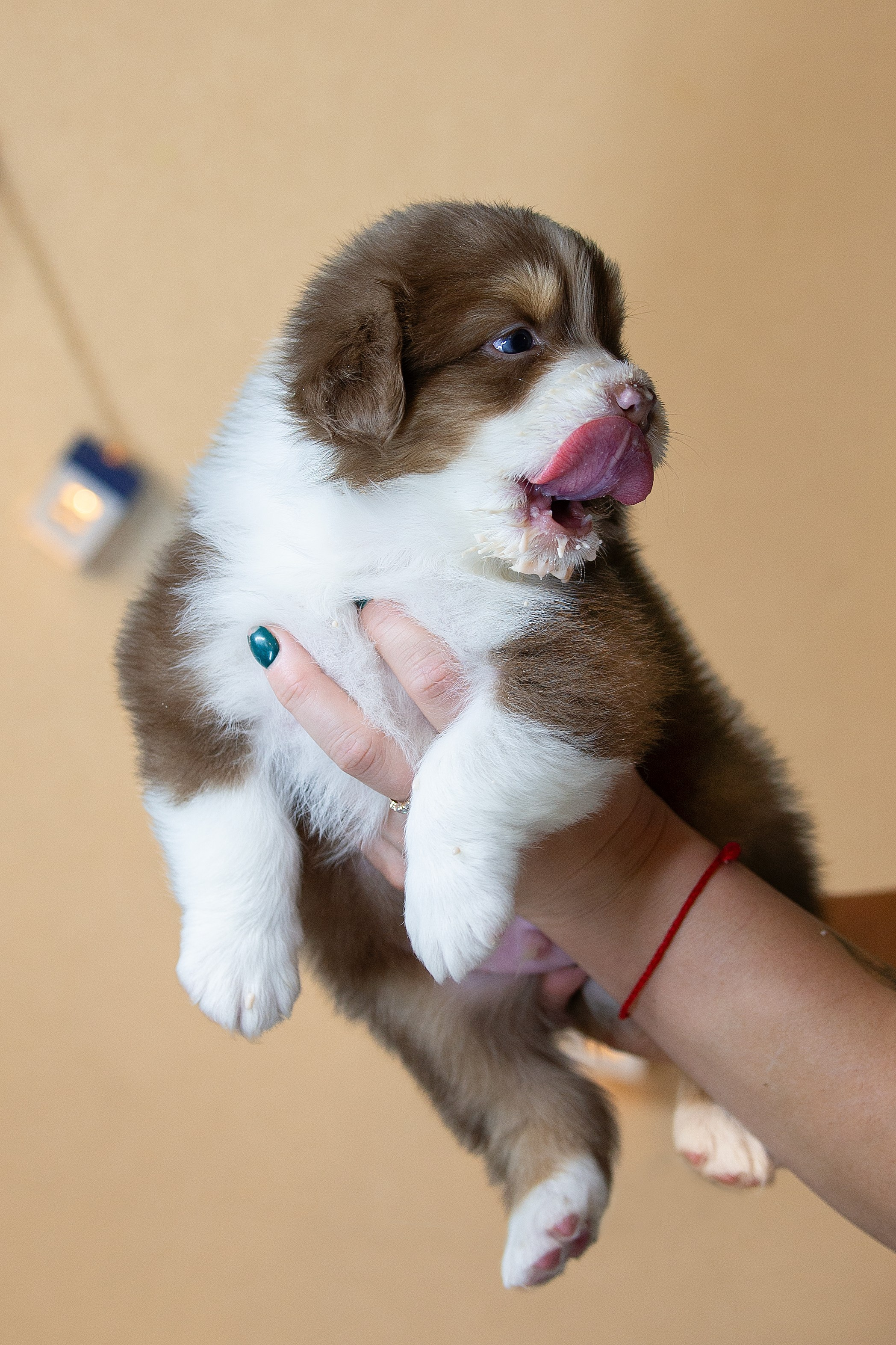 Заводчик Ольга Тутлова. Творческий фотограф Вологда