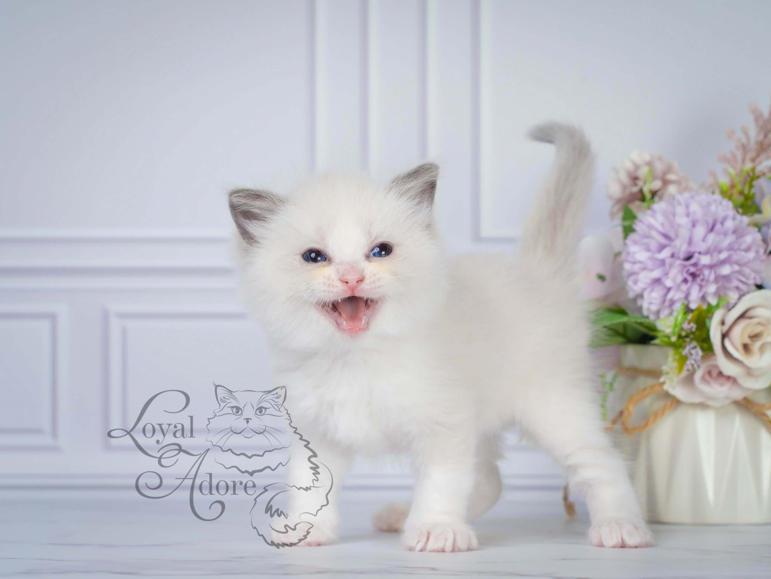 Котята рэгдолл от Loyal Adore. Питомник рэгдолл Loyal Adore