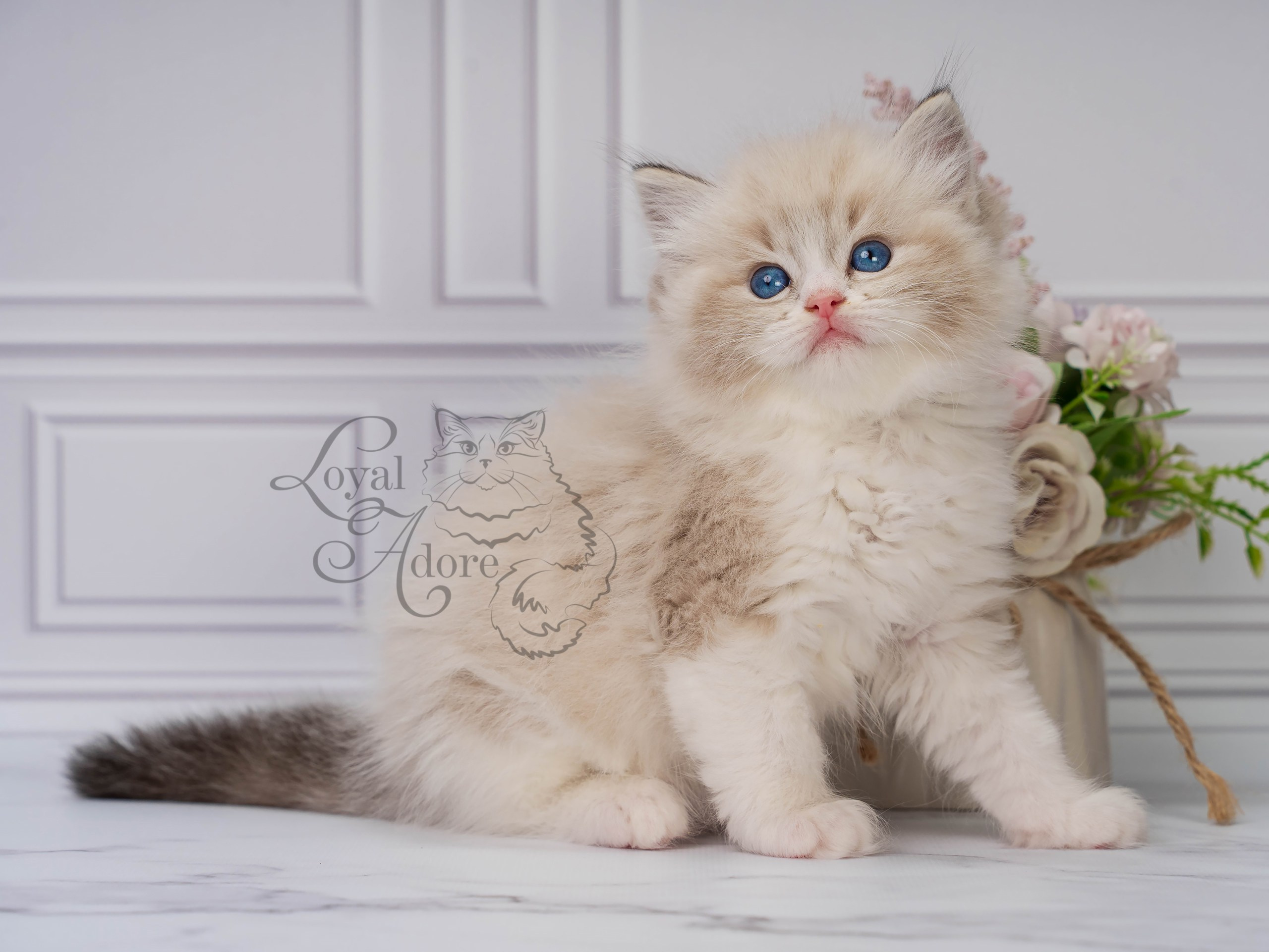 Котята рэгдолл от Loyal Adore. Питомник рэгдолл Loyal Adore