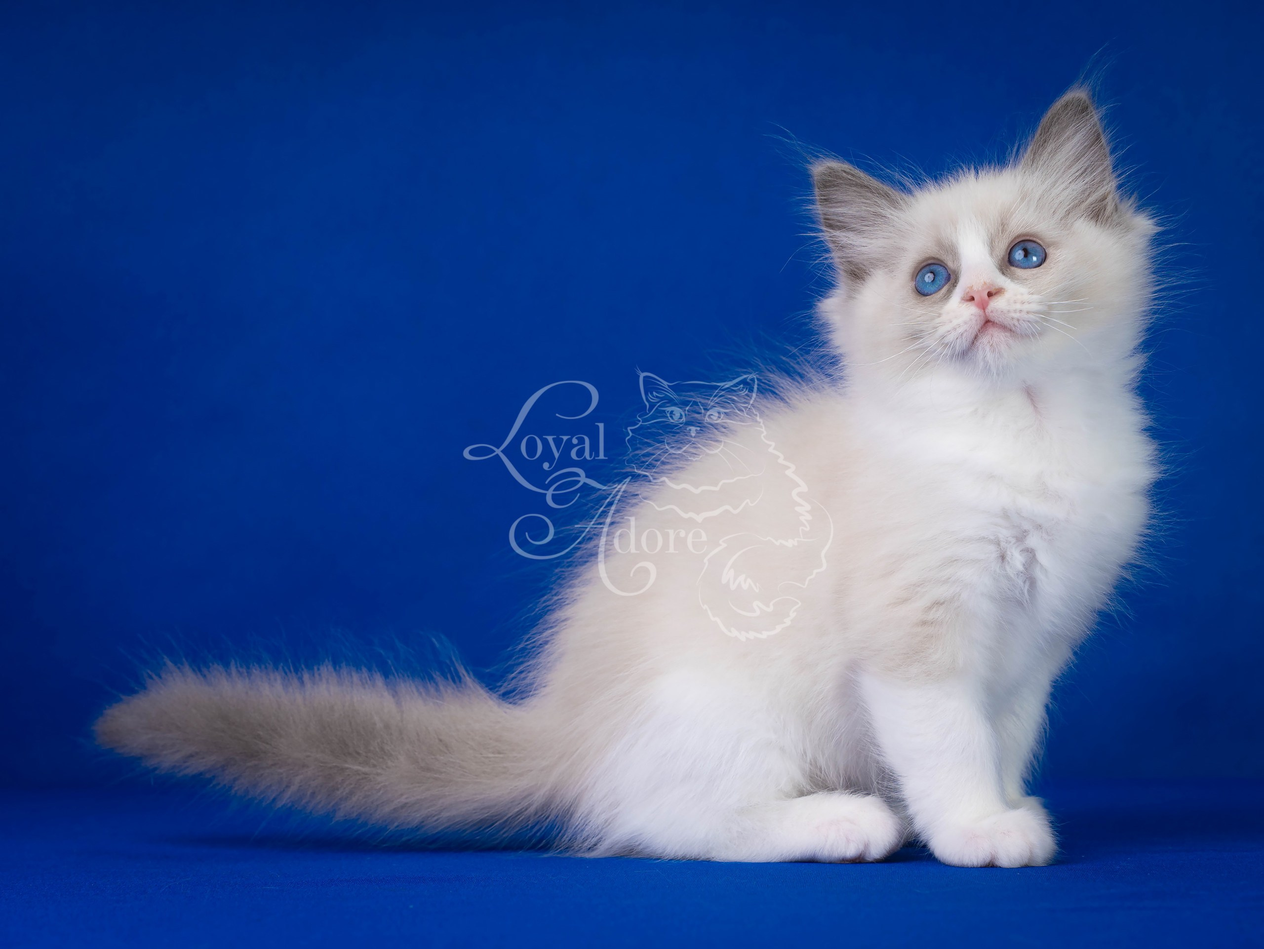Котята рэгдолл от Loyal Adore. Питомник рэгдолл Loyal Adore