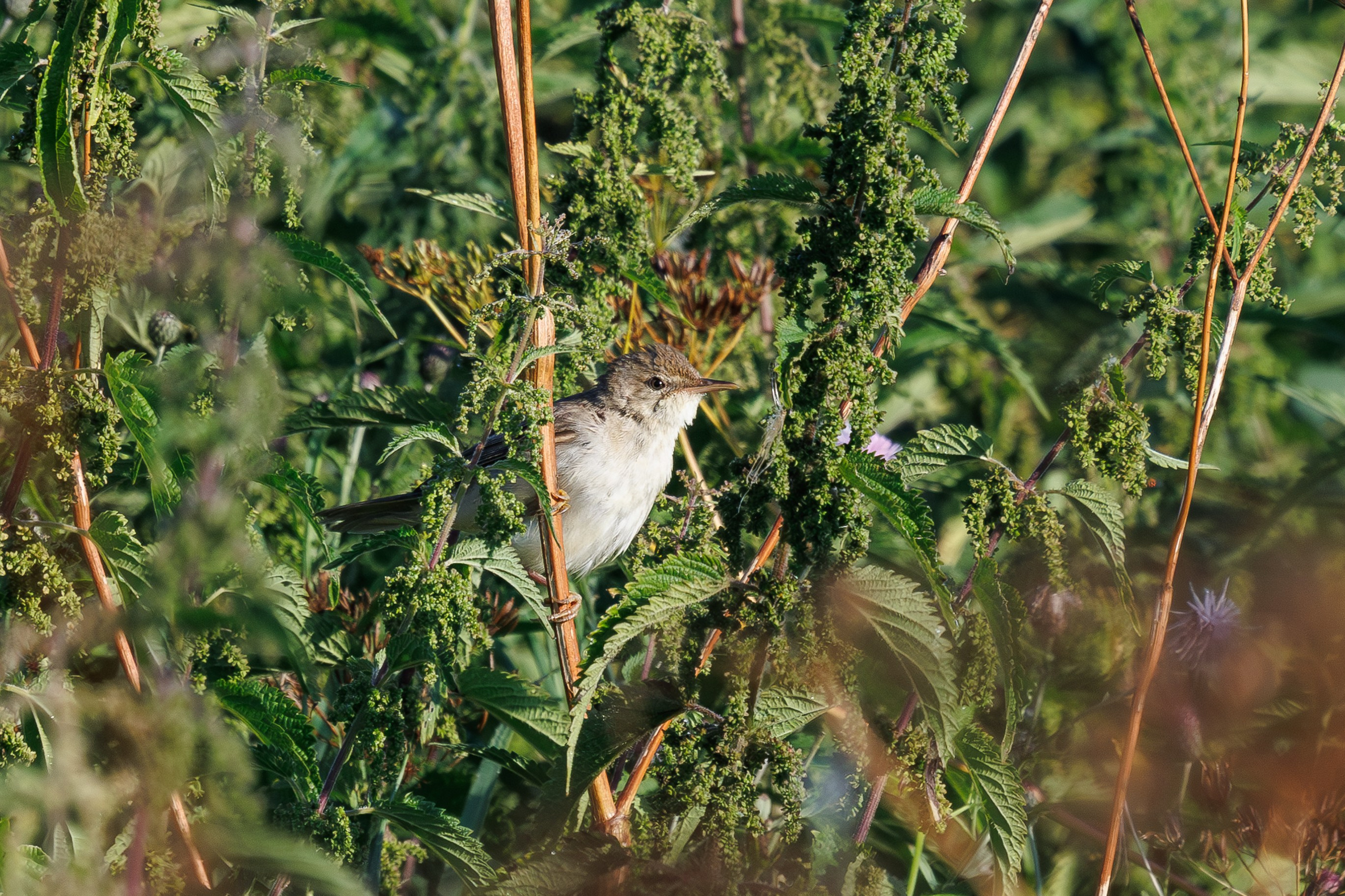 Птицы Москворецкого пойменного заказника. Птицы парков г. Люберцы