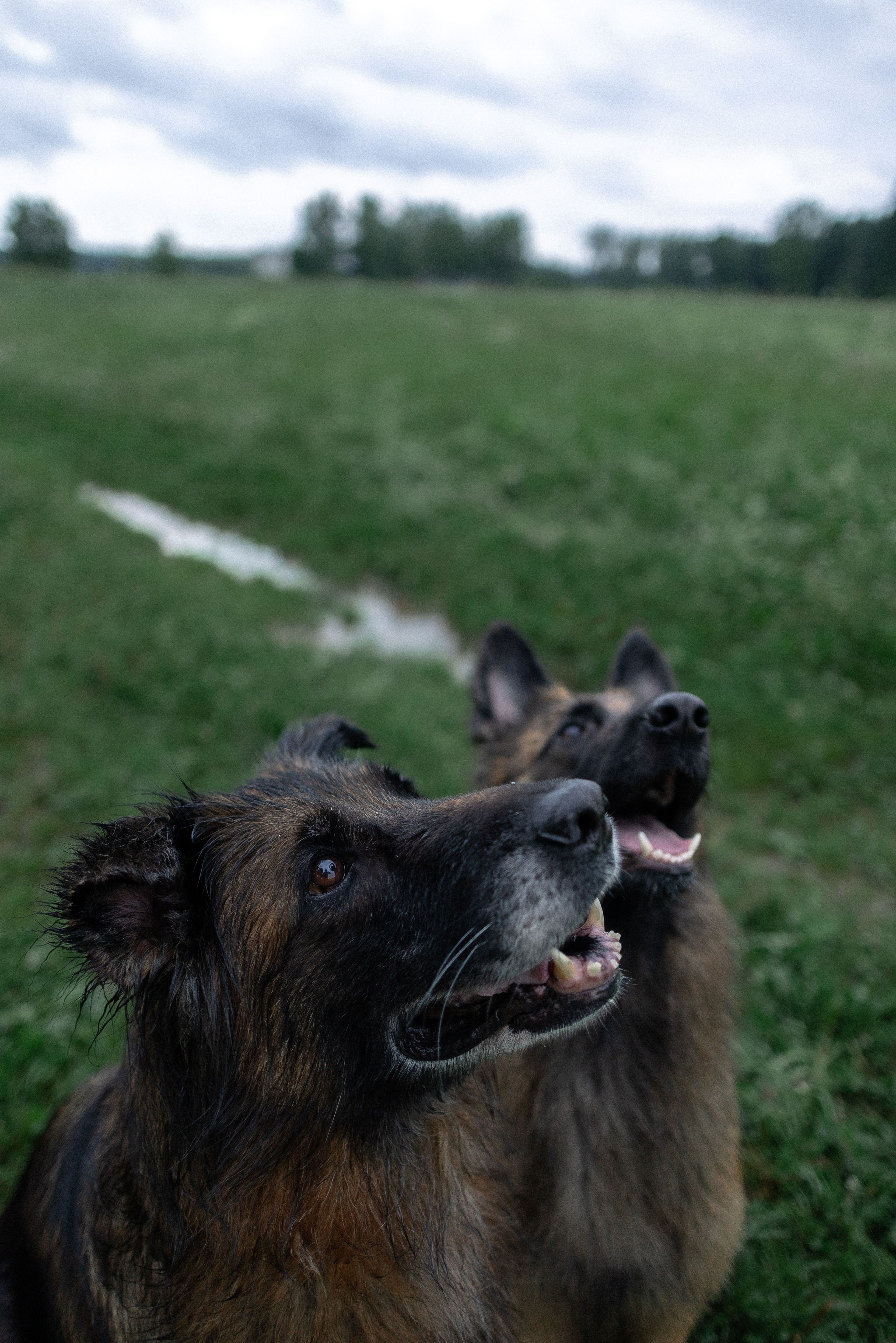 Алена, Фанни и Фрея. Фотограф и видеограф анималист Аганина Дарья