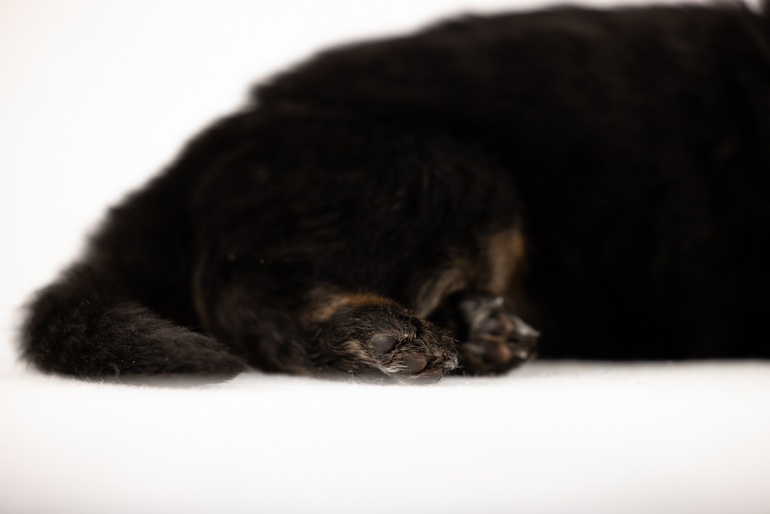 Немецкая овчарка. Фотограф и видеограф анималист Аганина Дарья