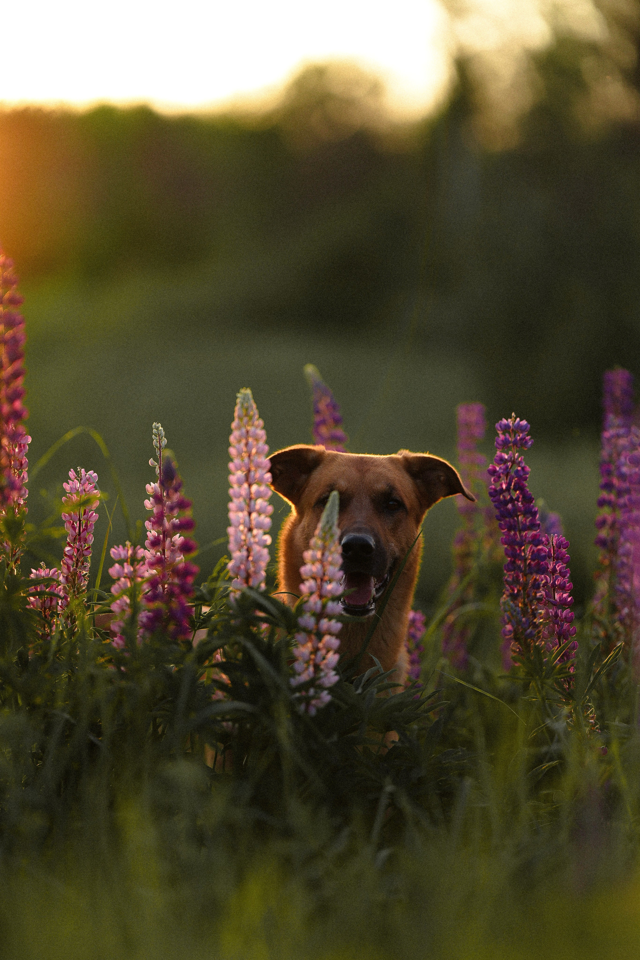 Тео и Гуччи. Фотограф и видеограф анималист Аганина Дарья
