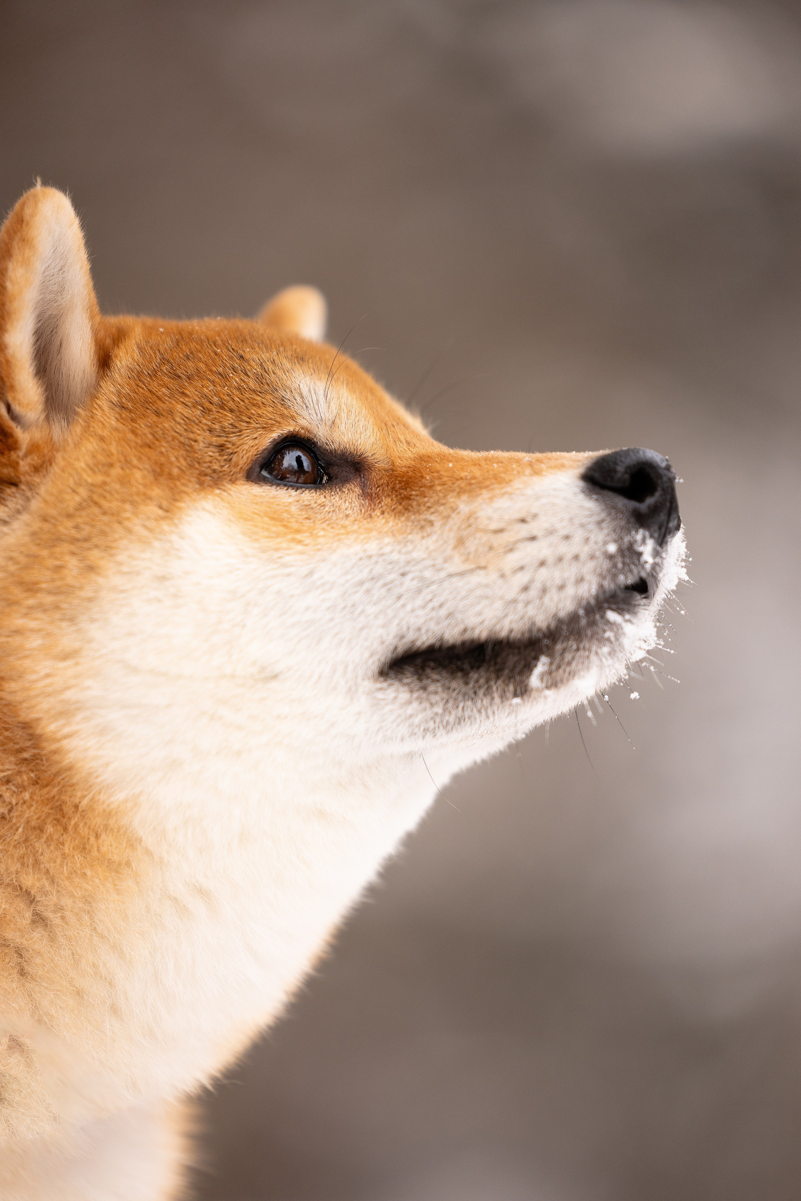 Юми, Серж и Тоши. Фотограф и видеограф анималист Аганина Дарья