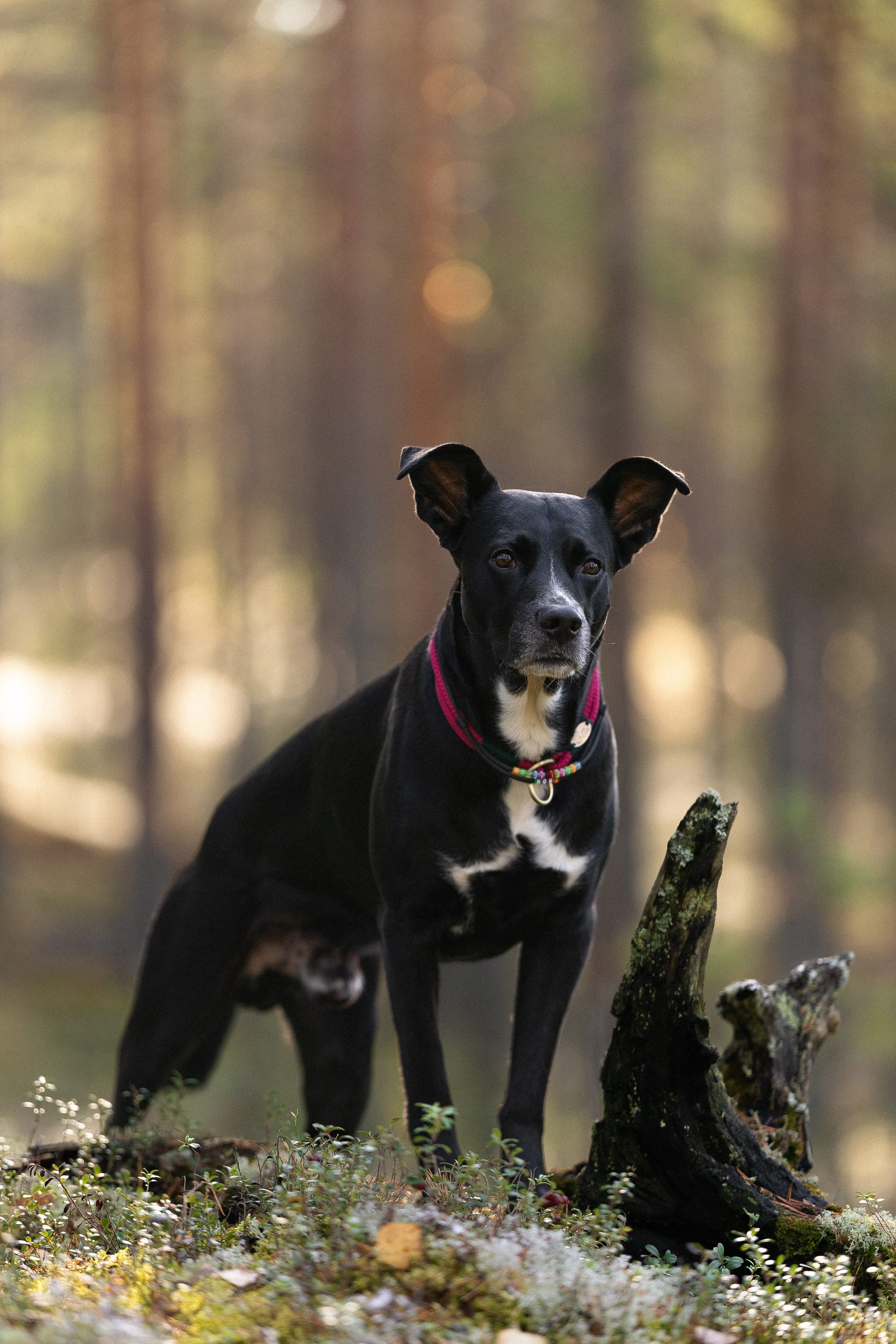 Karelia. Фотограф и видеограф анималист Аганина Дарья
