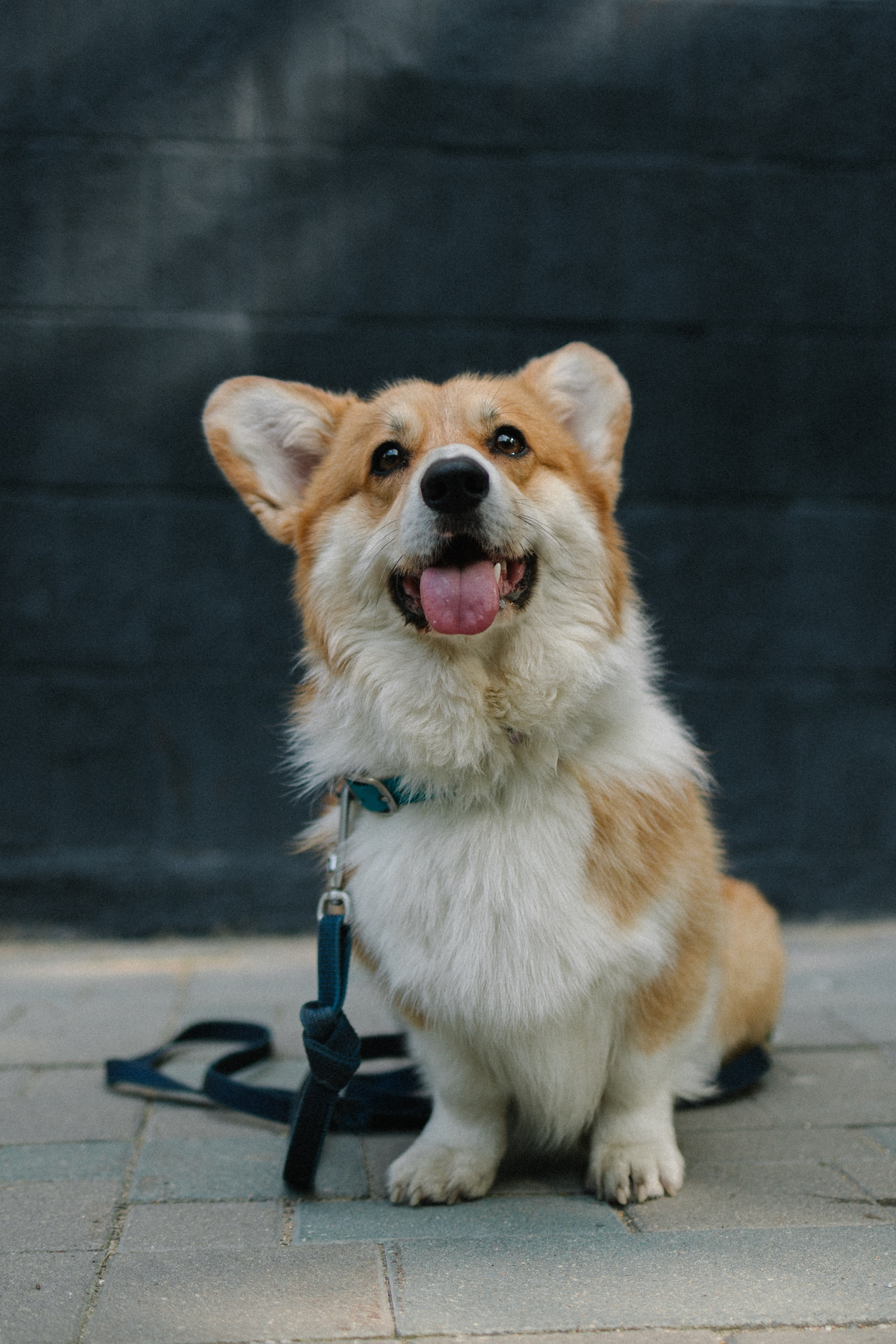 Брюс, Вейв и их ро. Фотораф — анималист Мария Шистка