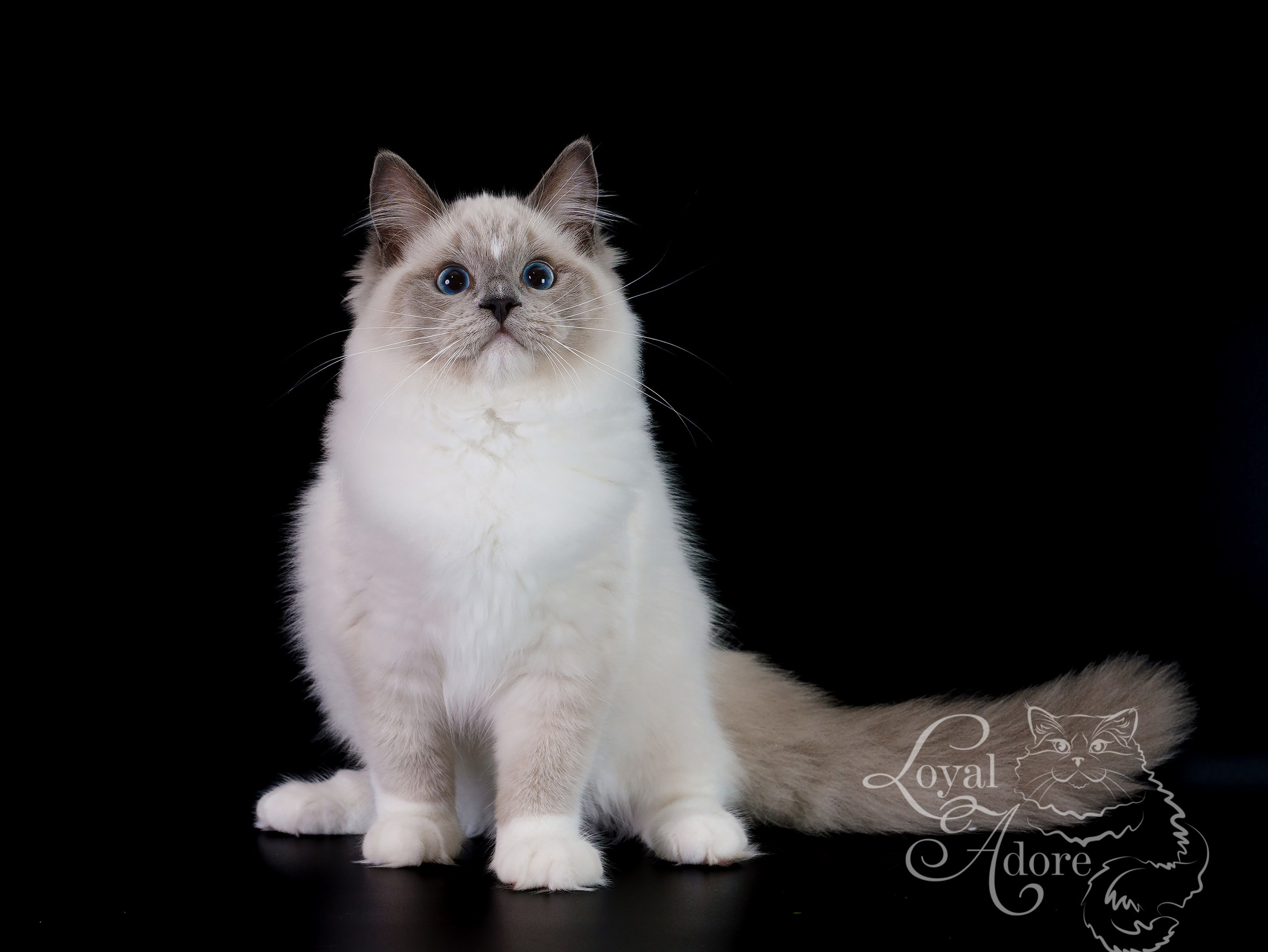 Кошки производители Loyal Adore. Питомник рэгдолл Loyal Adore