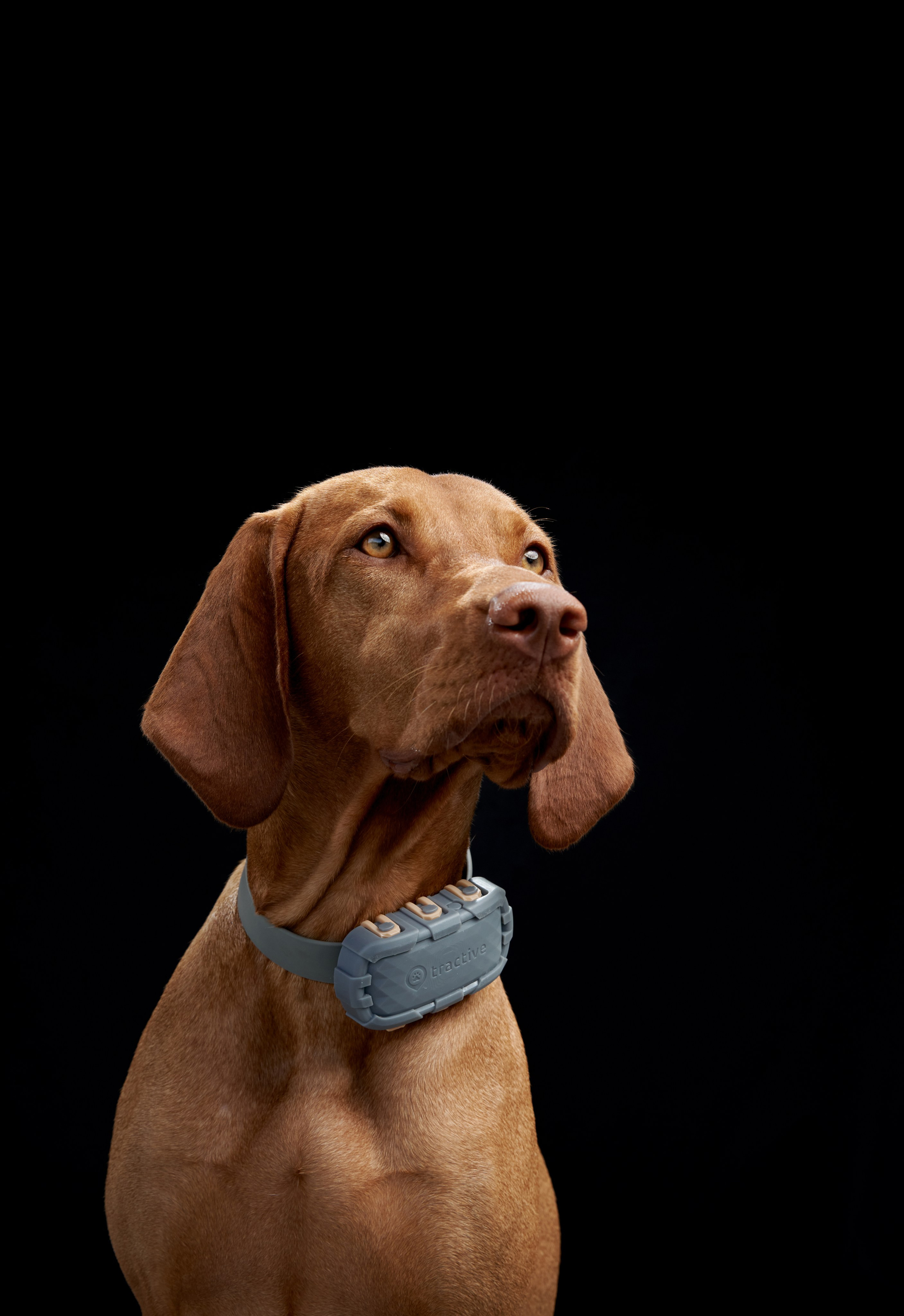 Commercial photography. Фотограф-анималист Аверьянова Анна — Художественная фотосъёмка собак