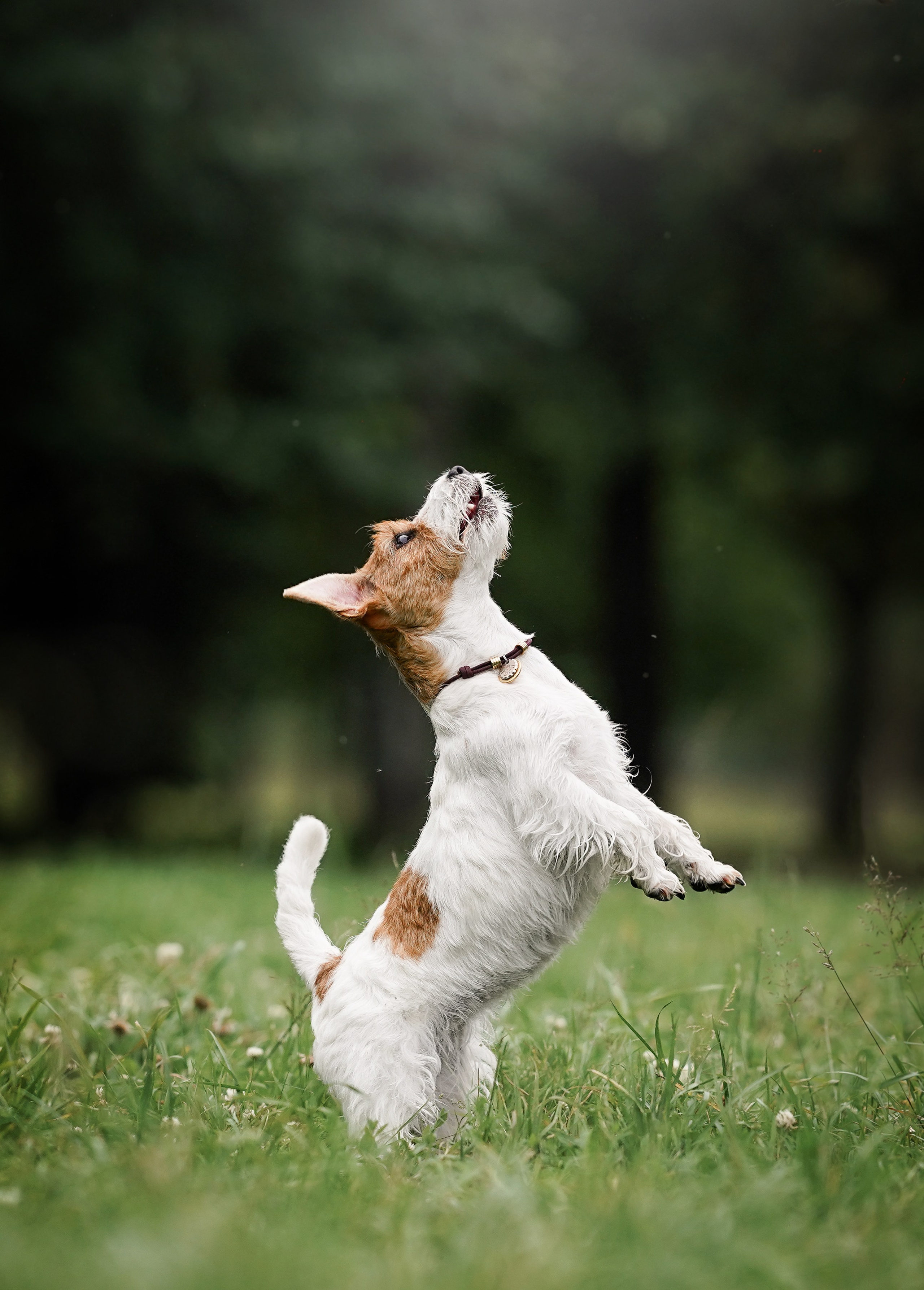 Люба и Тося. Фотограф-анималист в Санкт-Петербурге Яна Мартынова