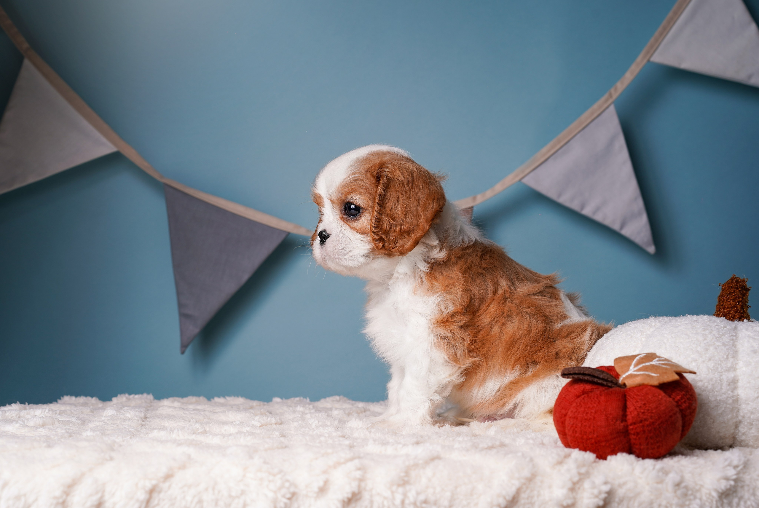 Щенки кавалера. Фотограф-анималист в Санкт-Петербурге Яна Мартынова