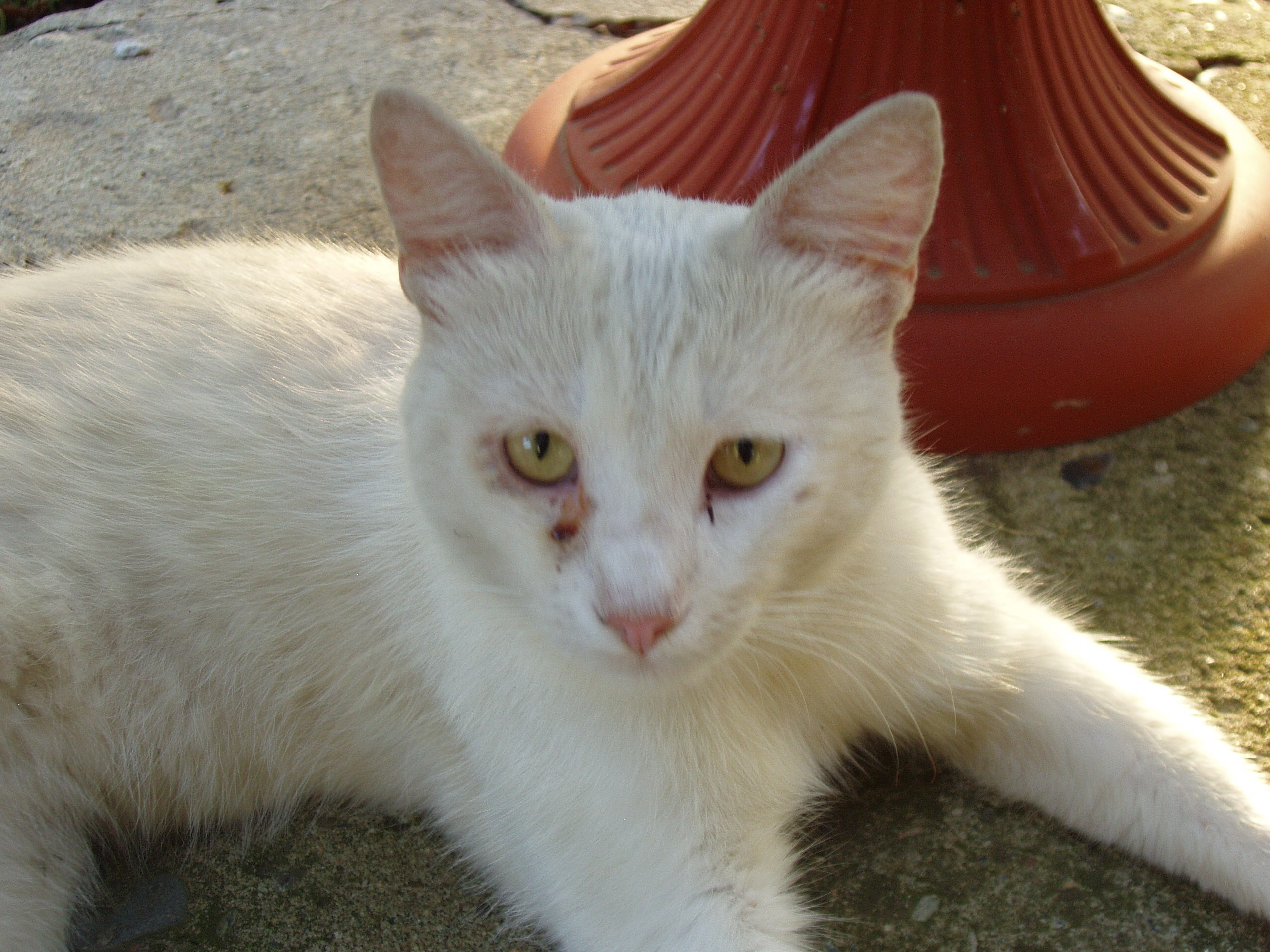 Отпуск Белореченск. Семейный, Свадебный фотограф СПБ Питер— Романова Екатерина