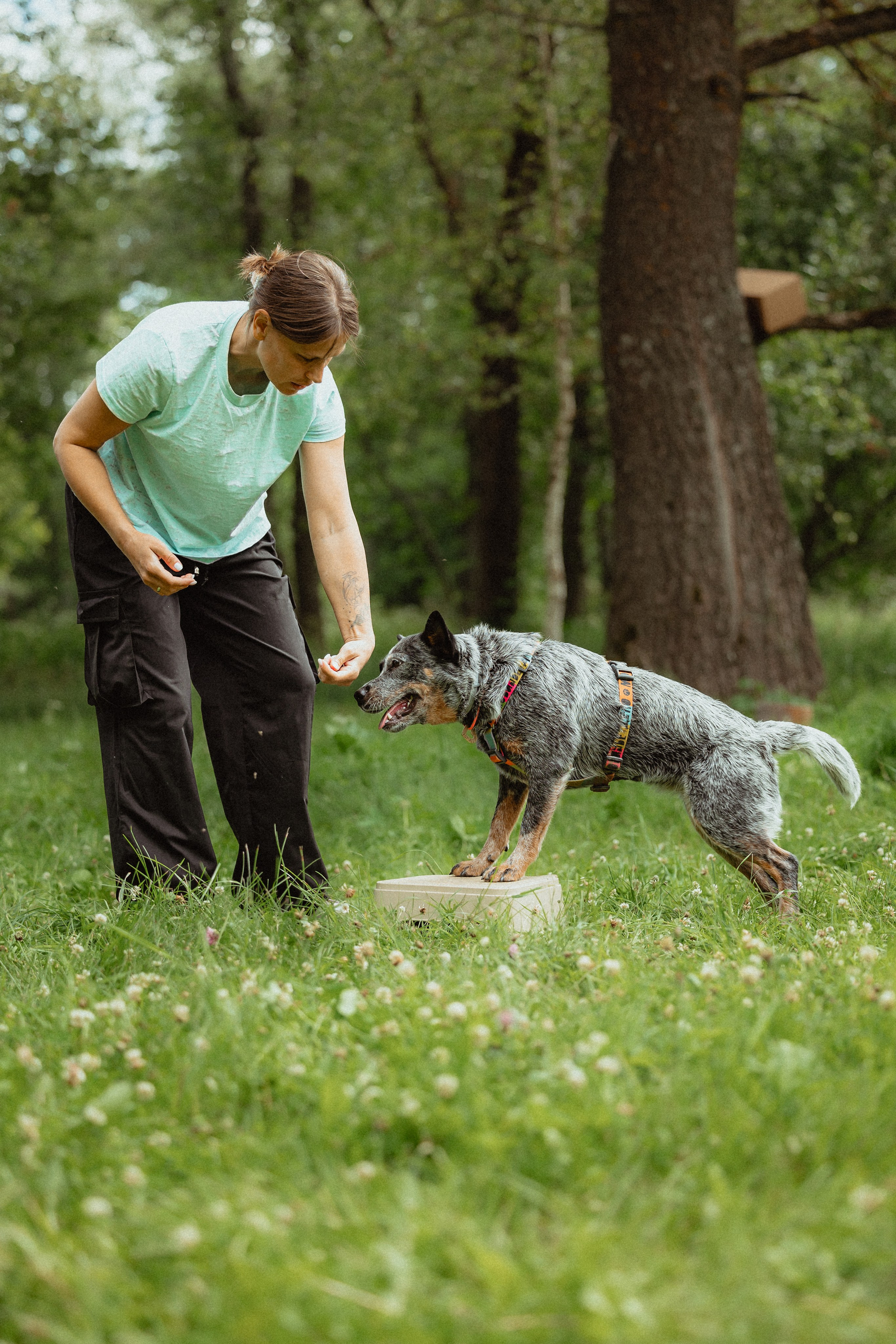 Выездной дог-тренинг от школы «Шерсть имею»