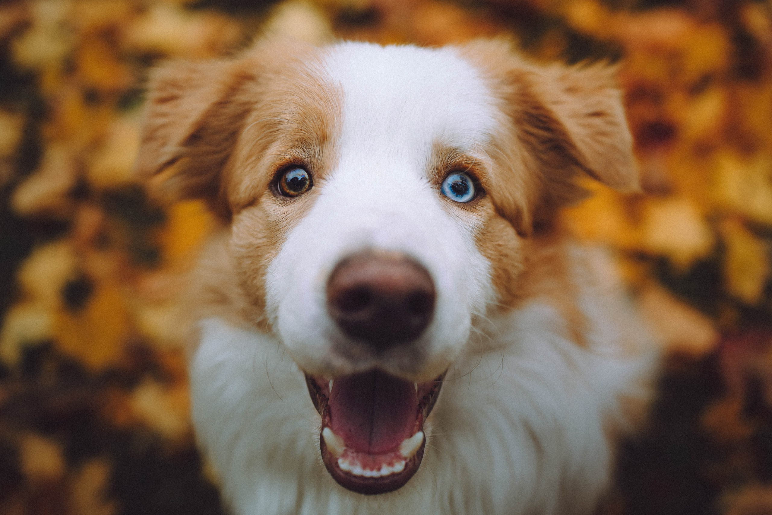 Алина, Витя и Асти