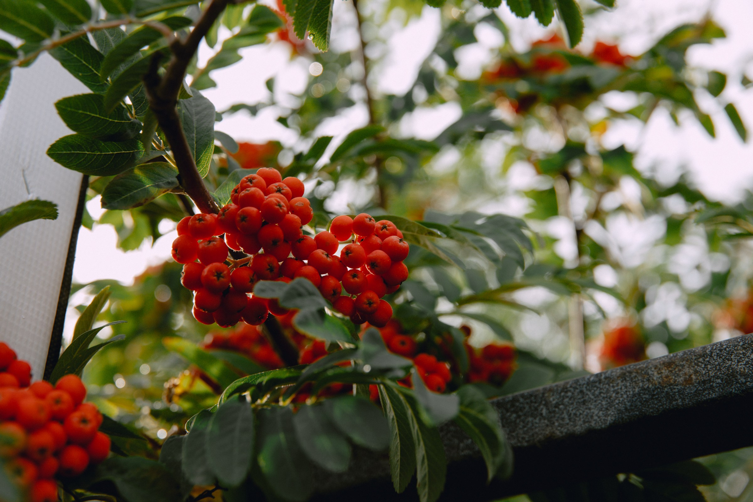 Бато и Валерия. Фотограф Улан-Удэ