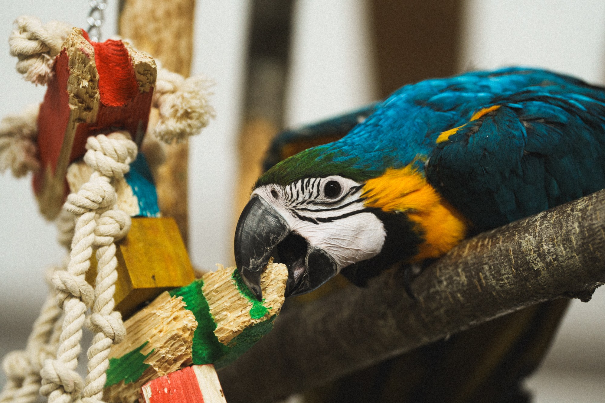 Карельский зоопарк. Zekons. Фото, видео, нейросети