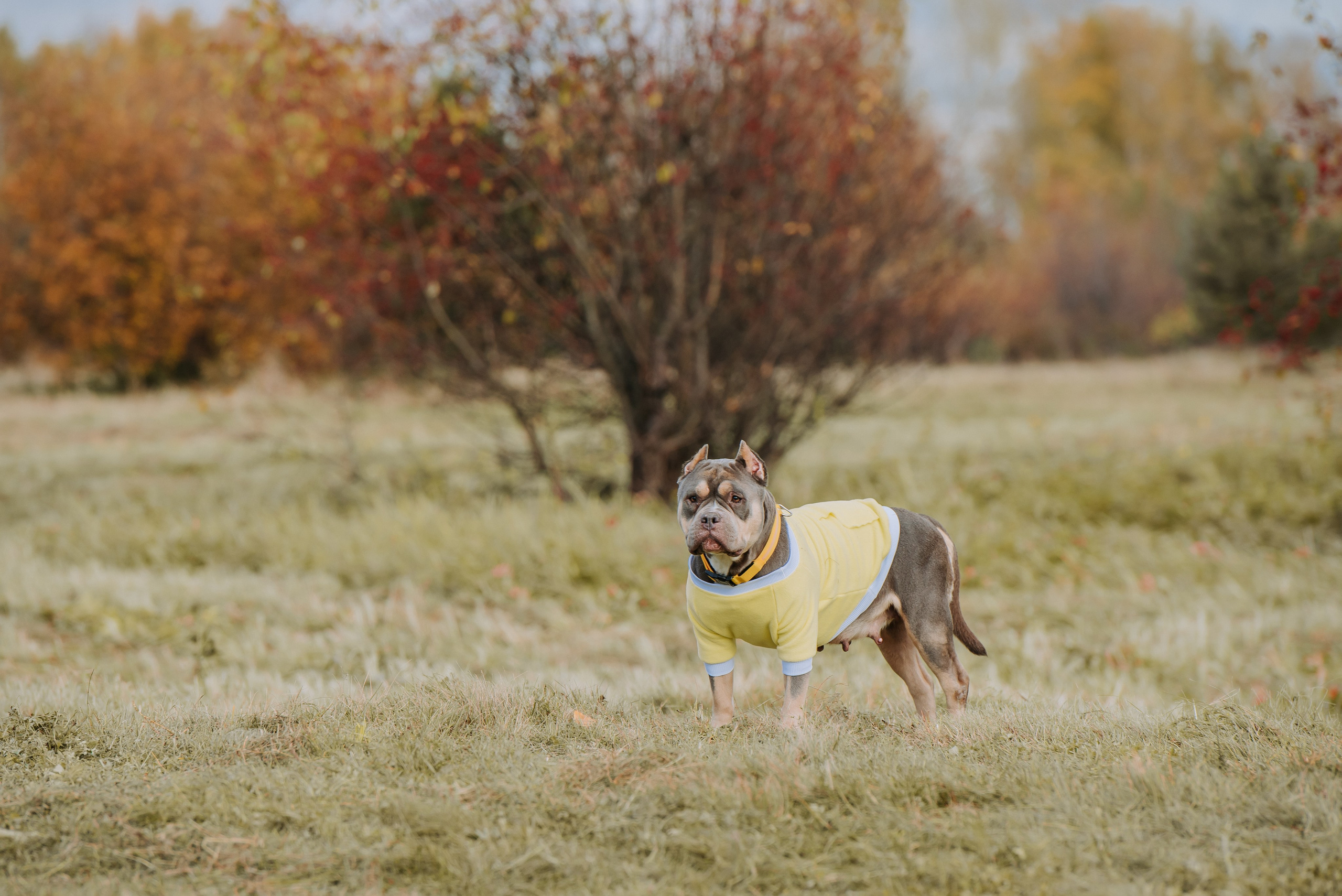 Фотопрогулка с питомцами. Фотограф Диана Оленина Красноярск / Братск