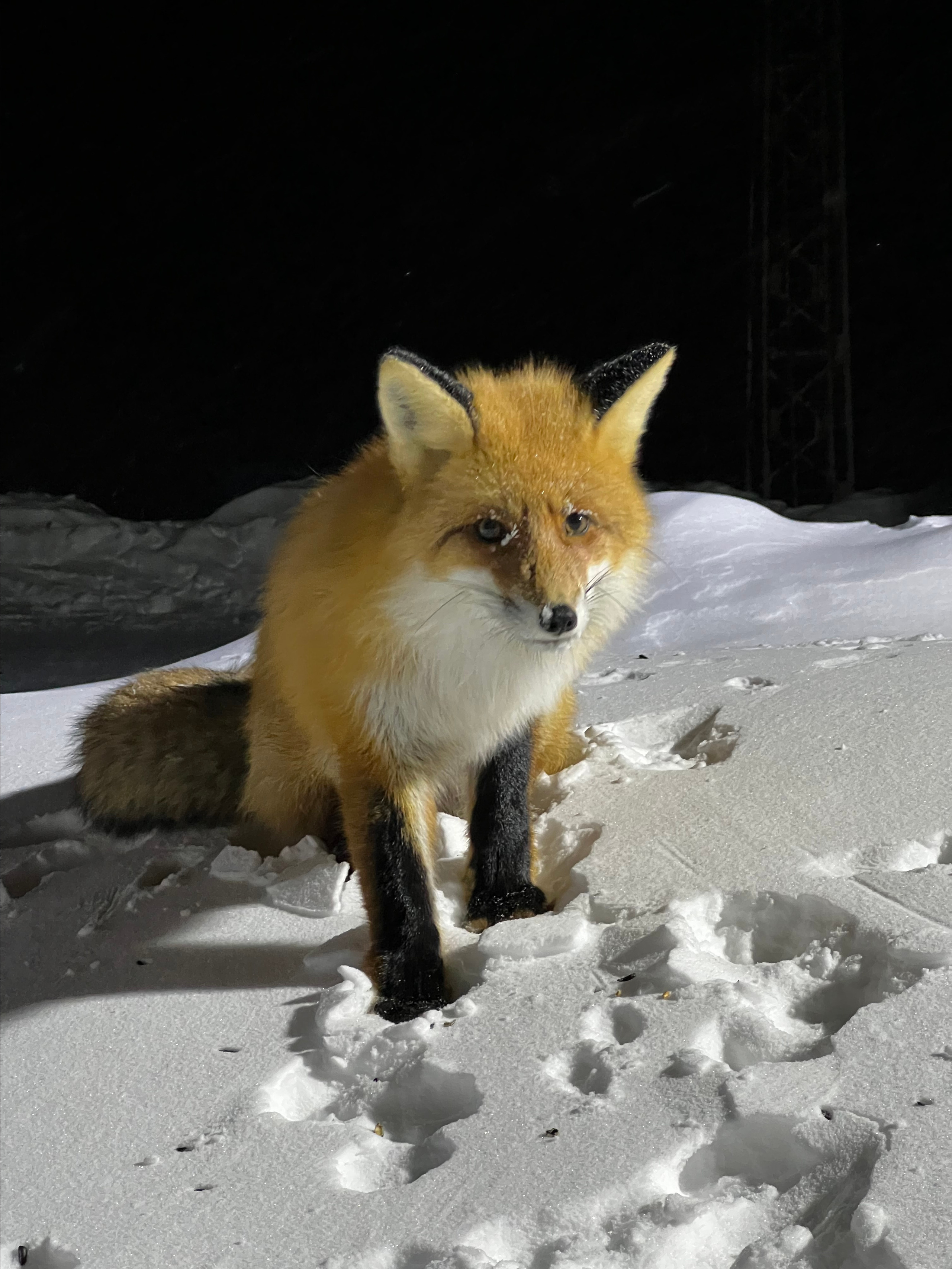 TAIMYR. Алексей Mollino… Фотографии и немножечко больше