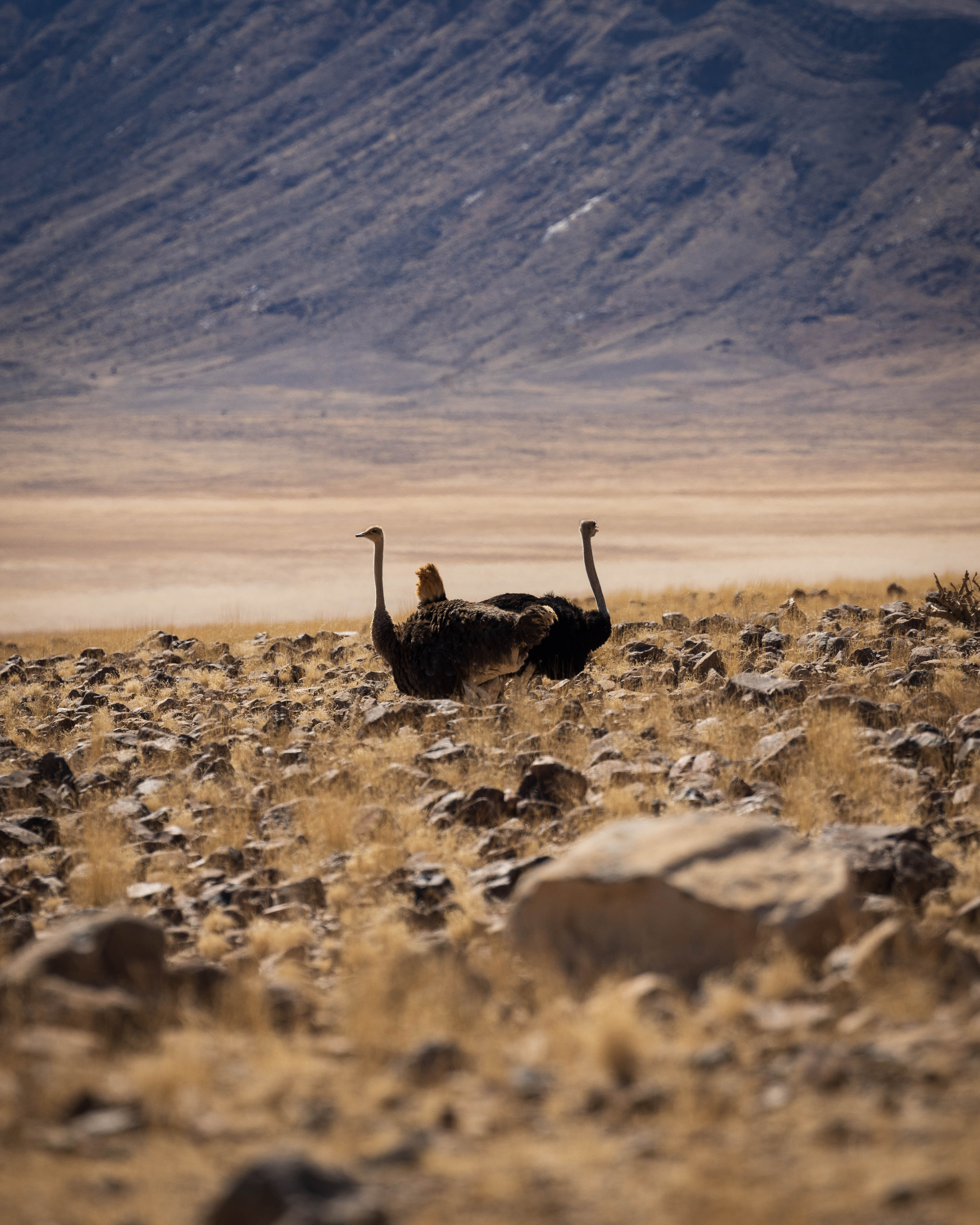 Namibia. Алексей Mollino… Фотографии и немножечко больше