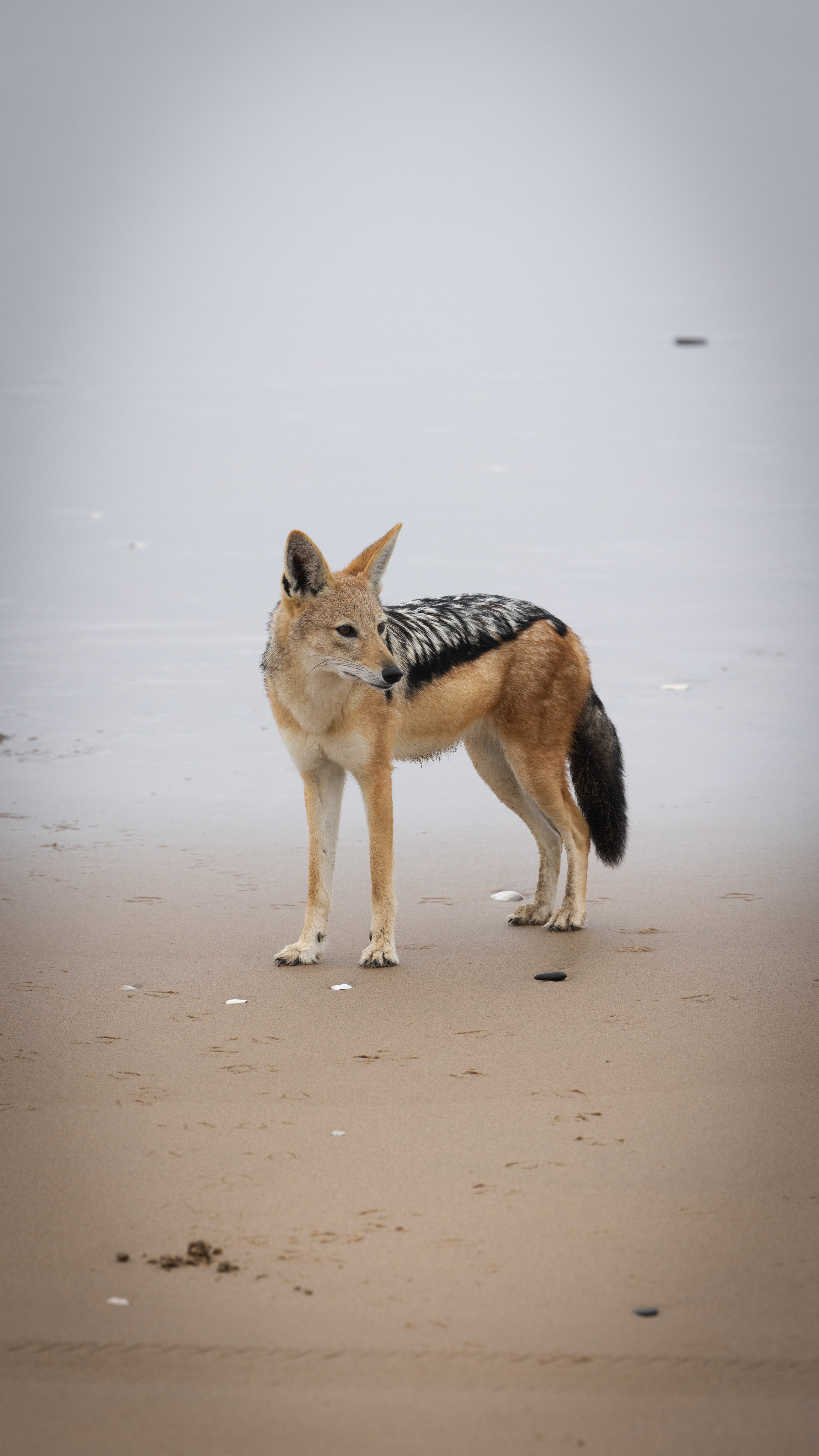 Namibia. Алексей Mollino… Фотографии и немножечко больше